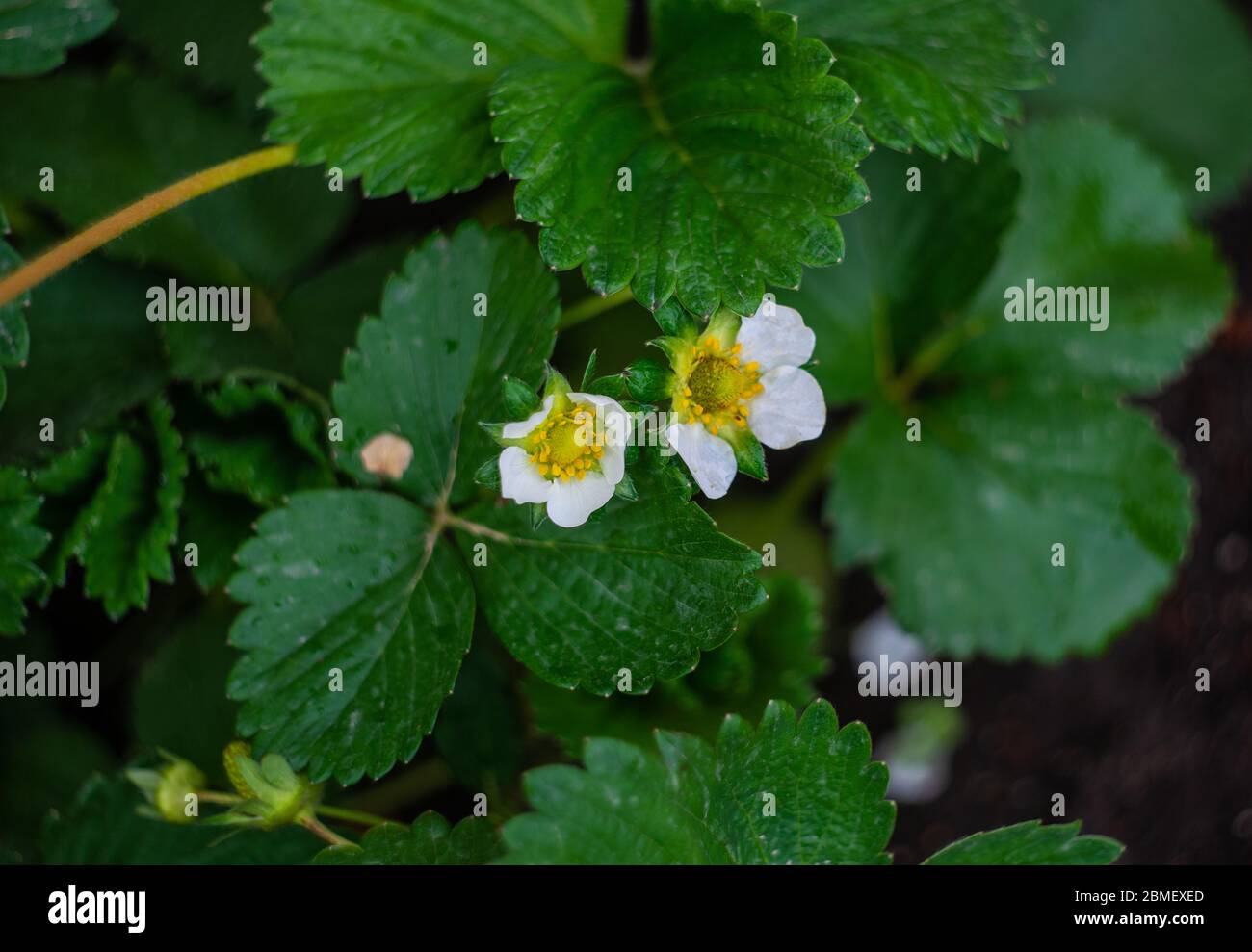 Strawberry plant in the raining day at a garden Stock Photo - Alamy
