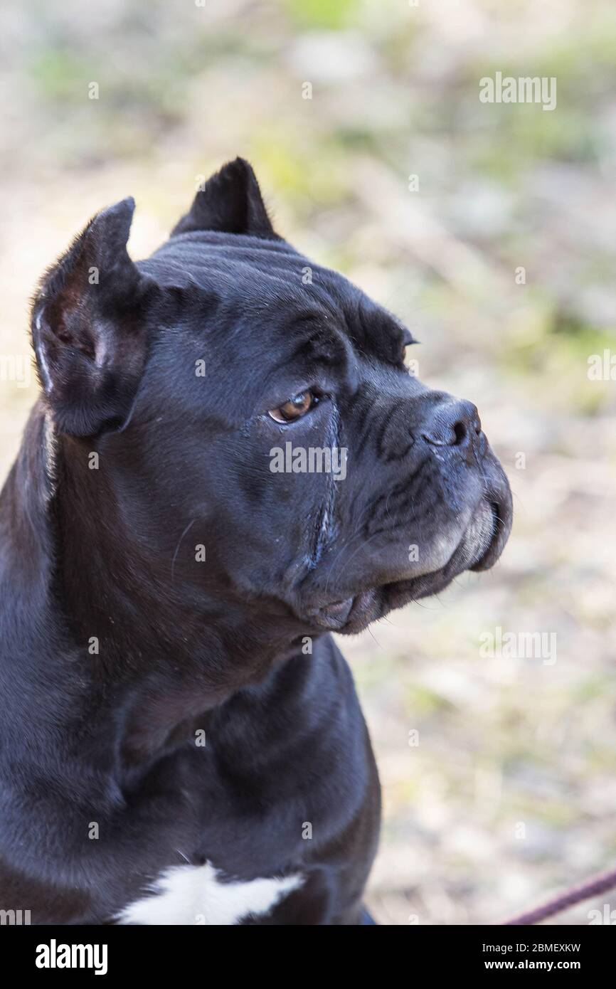 Is Cane Corso A Dangerous Dog Breed