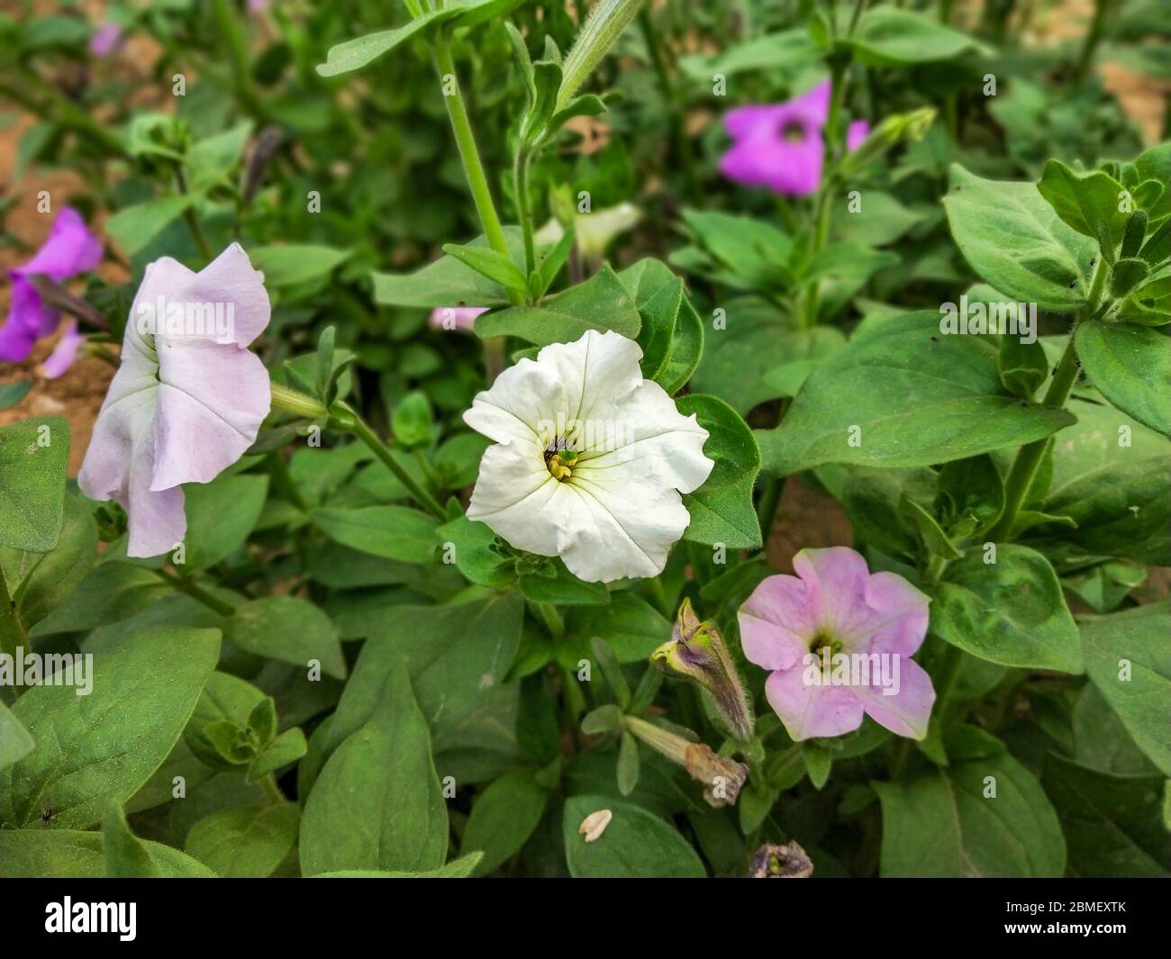 White and pink flower close-up shot with green leaves background Stock Photo