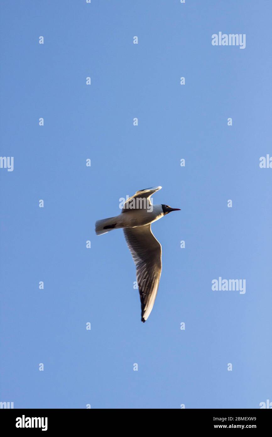 gull flies across the blue sky spreading its wings and looking for prey Stock Photo