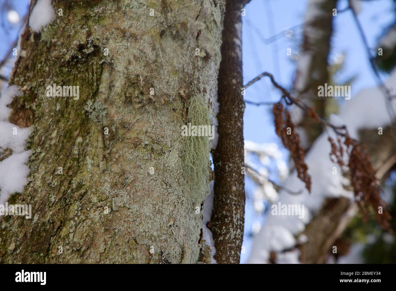 Usnea lichen on the old acer tree, poľana, Slovakia Stock Photo