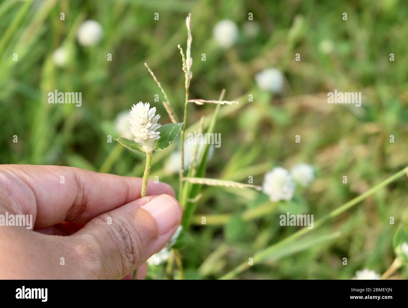 Flower and Plant, Hand Holding White Gomphrena Celosioides, Gomphrena Weed or Wild Globe Everlasting Flower, Used as Traditional Herbal Medicine. Stock Photo