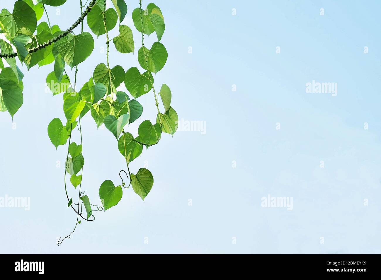 Vegetable and Herb, Tinospora Cordifolia, Guduchi, Giloy or Heart Leaved Moonseed Plant Against on Blue Sky. Use in Traditional Medicine to Treat Vari Stock Photo