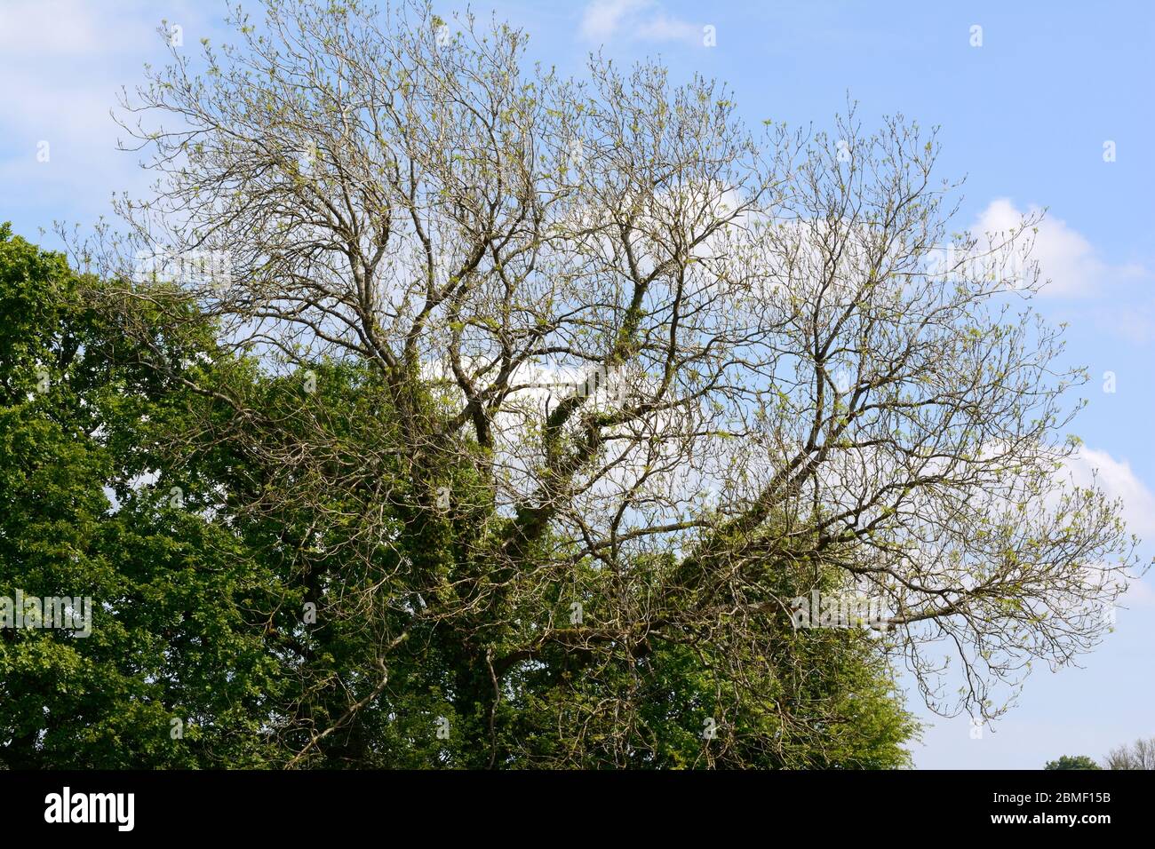 Ash tree disease hires stock photography and images Alamy