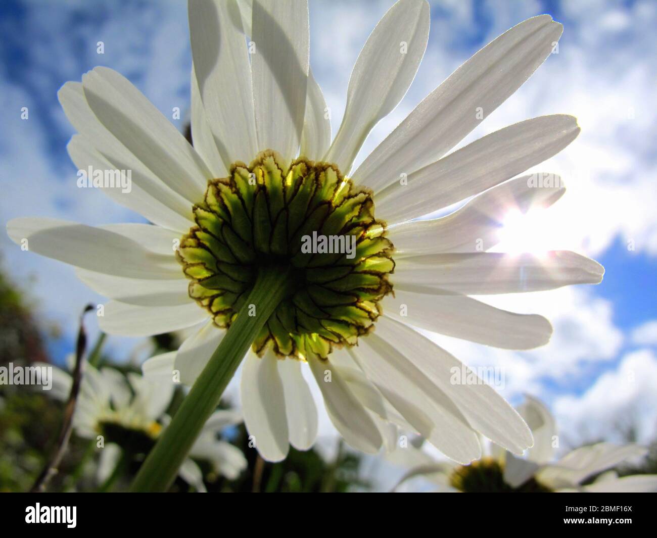 amazing big daisy closeup, sun flare between the white petals, happy summer feeling Stock Photo
