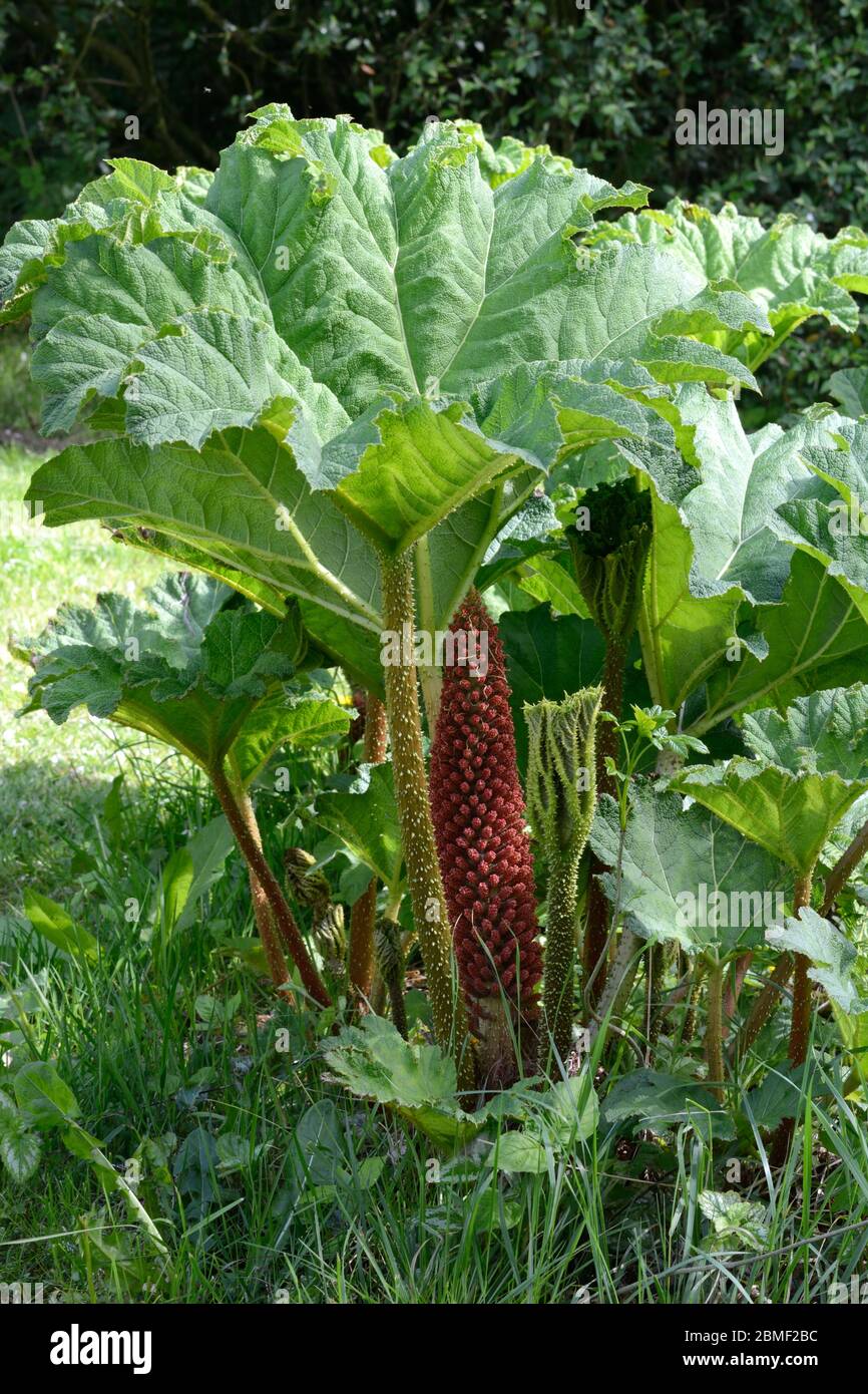 Flower spike and leaves of a Gunnera Tinctoria Giant rhubarb in a garden in spring Stock Photo