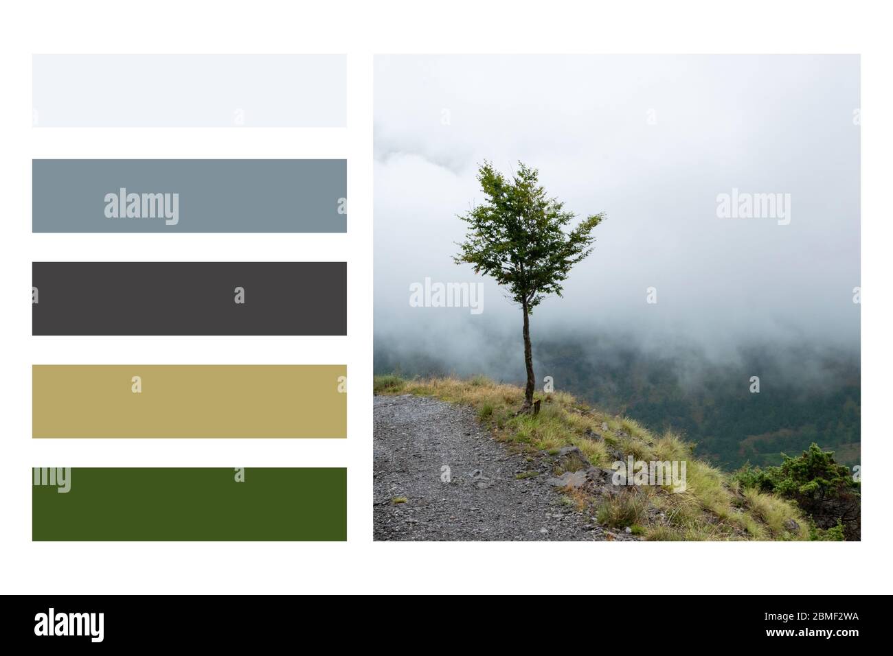 Lonely tree on the high mountain road in a colour palette, with complimentary colour swatches Stock Photo