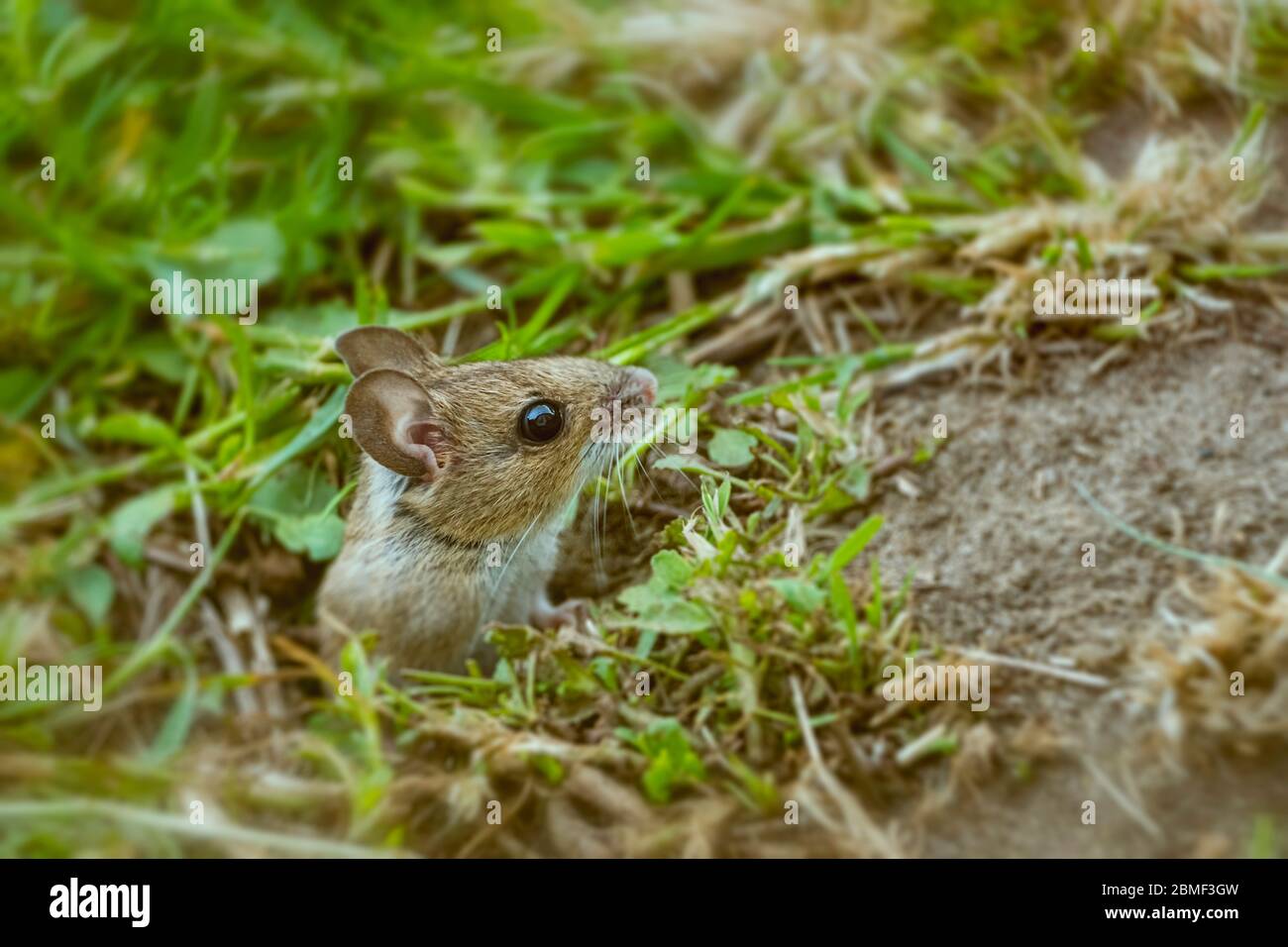 Field mouse uk hires stock photography and images Alamy