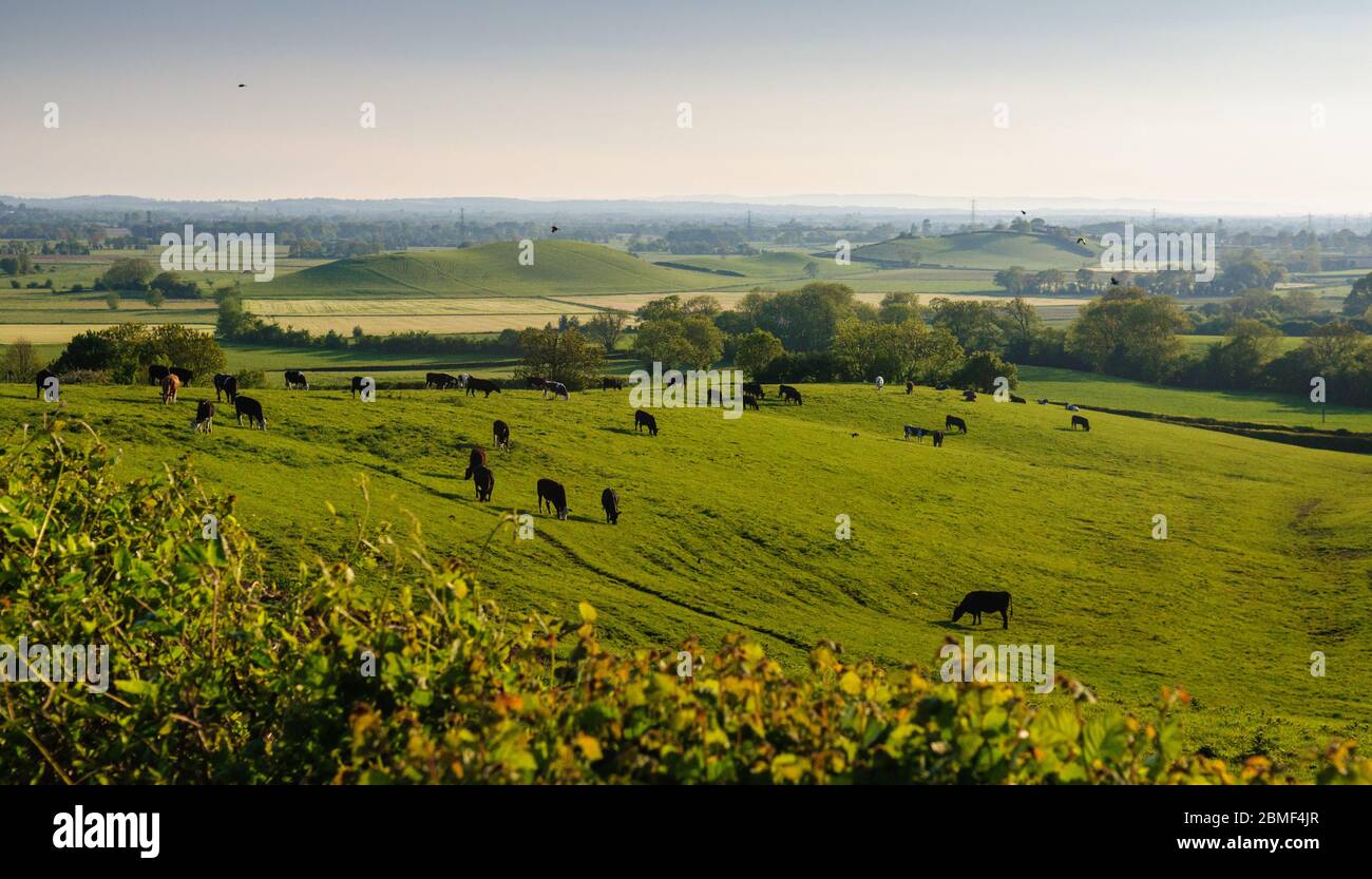 A herd of cows graze on a hillside overlooking the pastoral landscape of England's Somerset Levels. Stock Photo