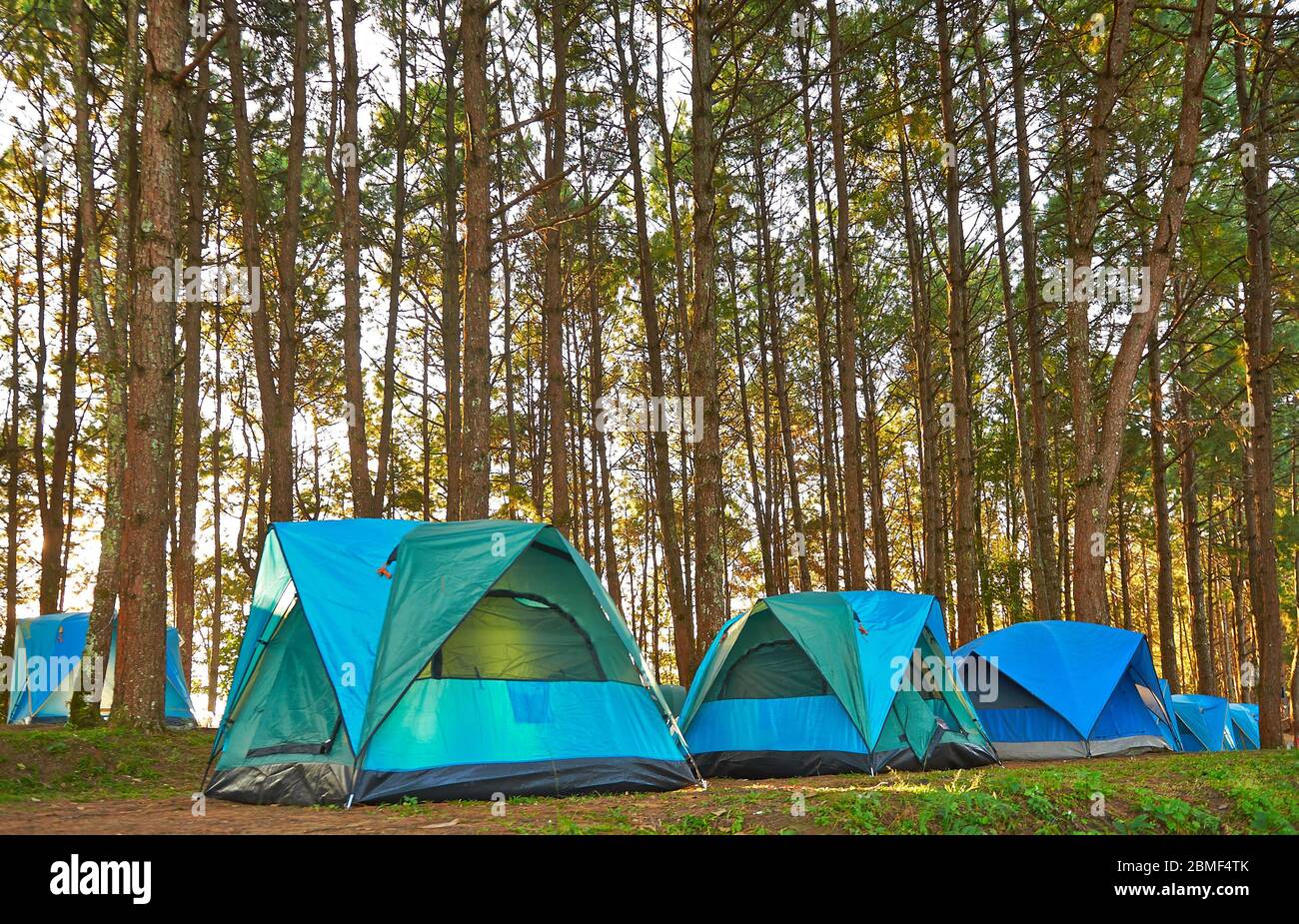 Camping and tents under the pine forest in sunset at Chiang Mai North of Thailand Stock Photo