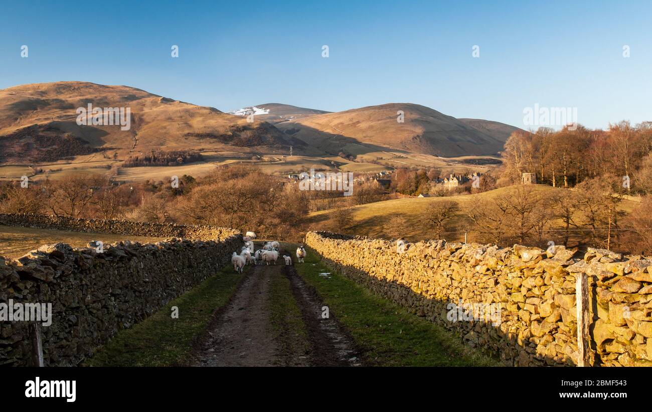 Sheep graze on a farm track above Sedbergh in the Howgill Fells of the Yorkshire Dales National Park. Stock Photo