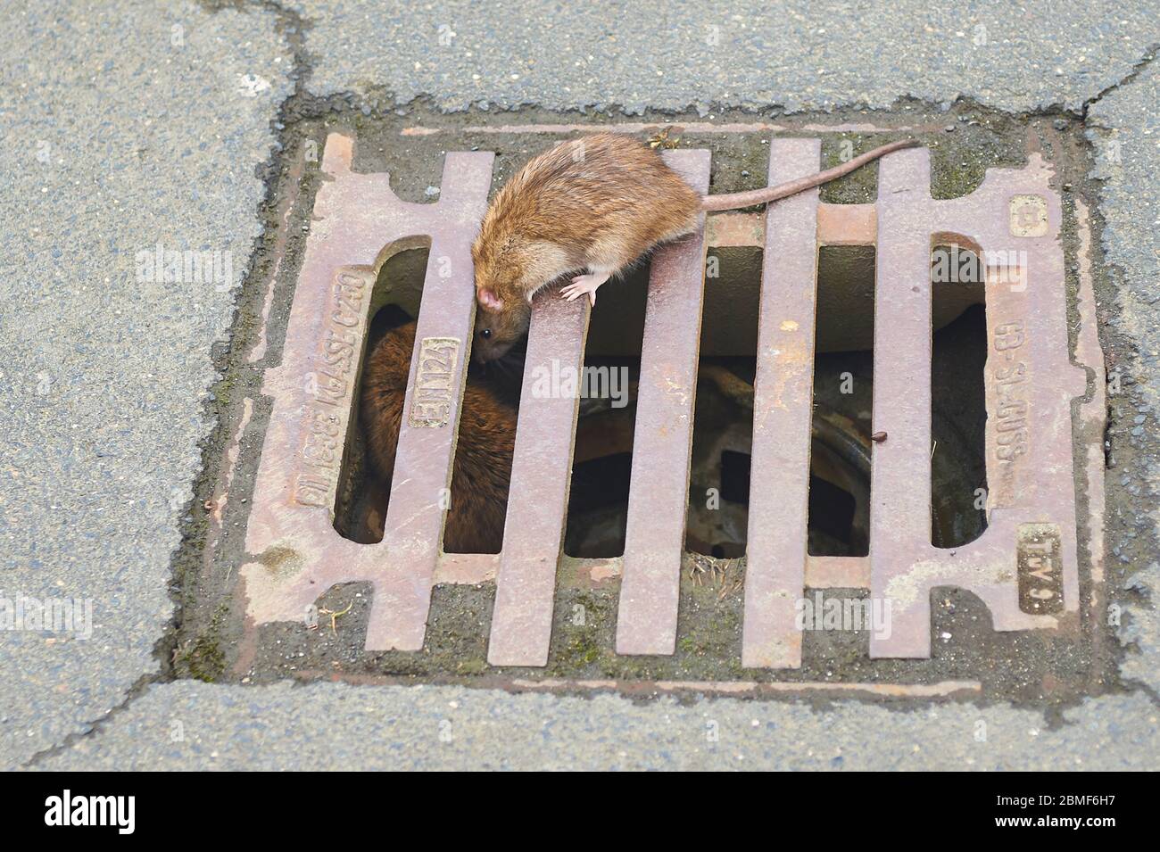 Sewer rat hi-res stock photography and images - Alamy