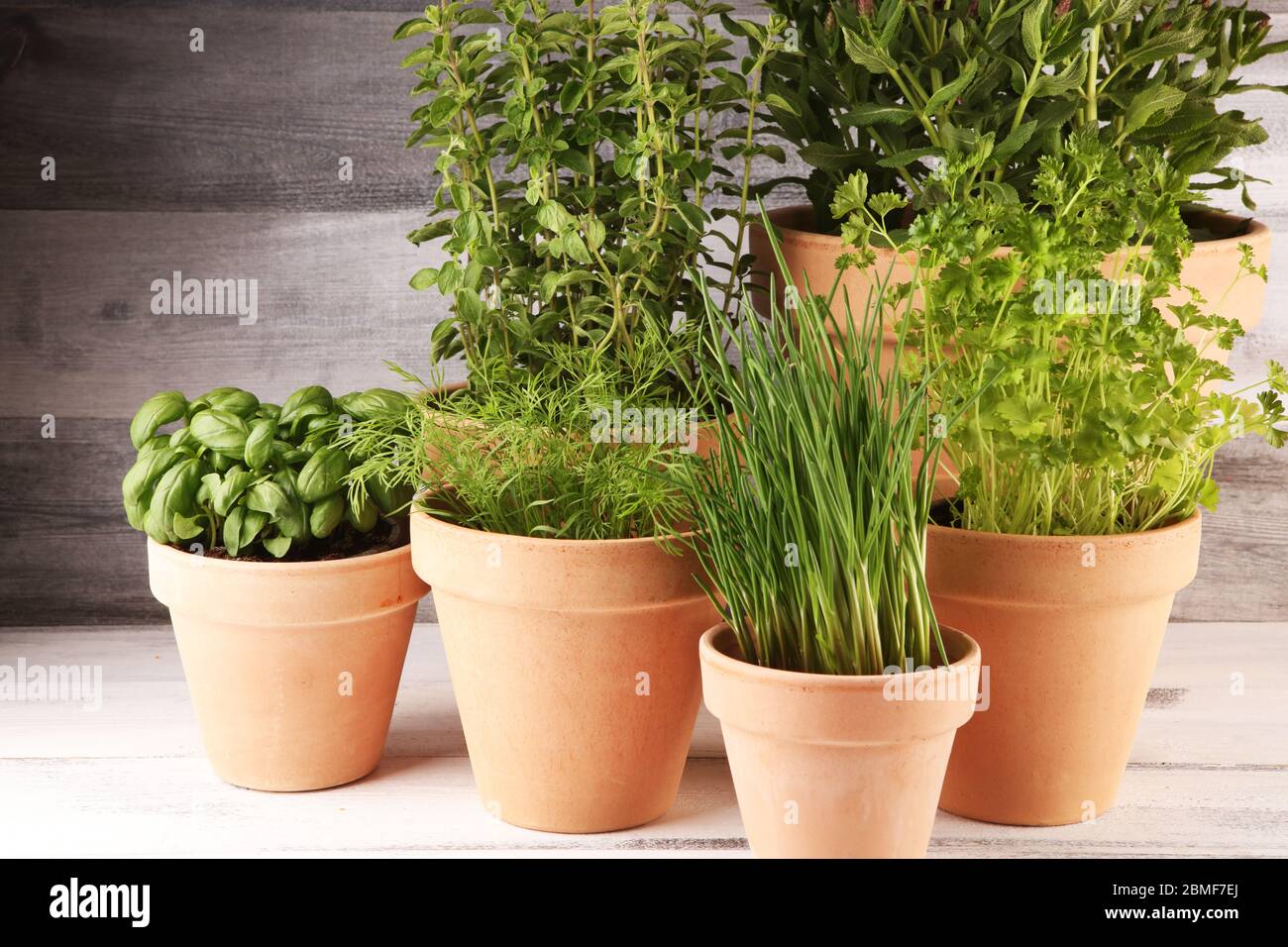 Homegrown and aromatic herbs in old clay pots. Set of culinary herbs