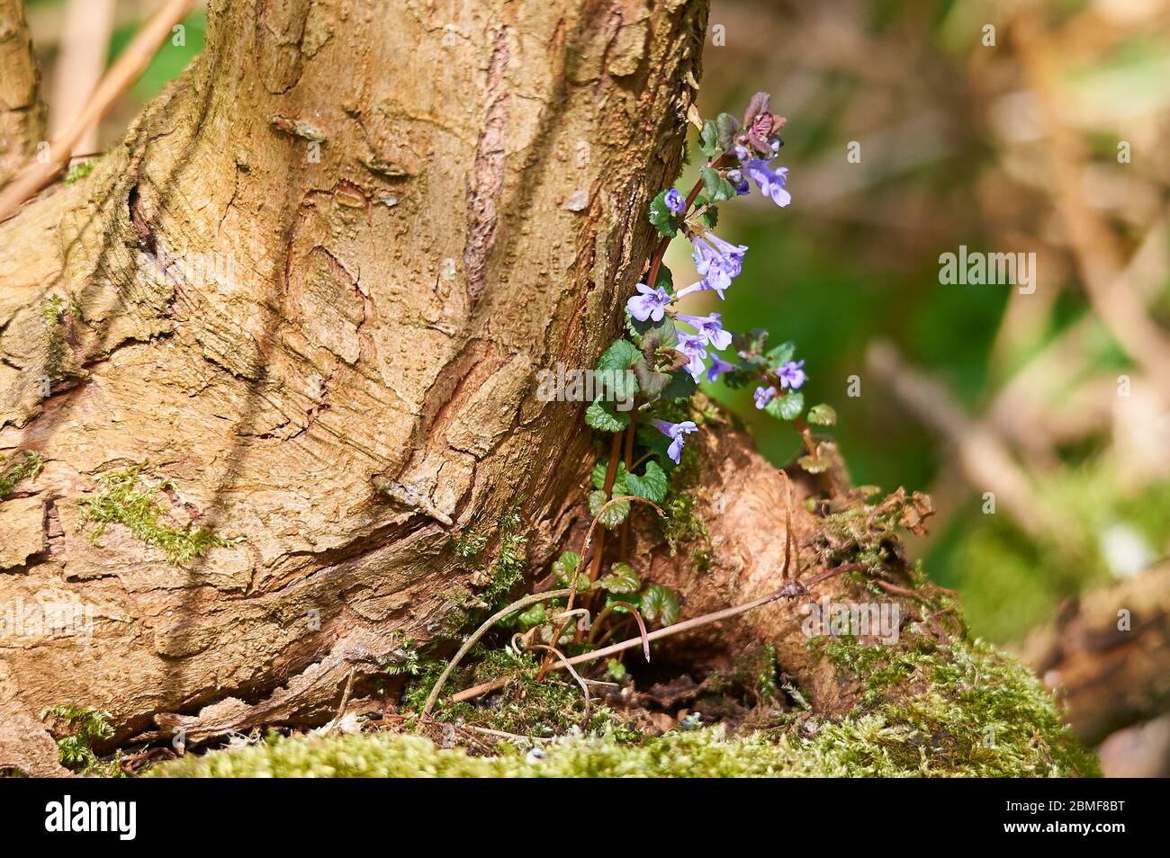 A blooming Alehoof, also called Creeping Charlie, nestled into the root-work of a tree Stock Photo
