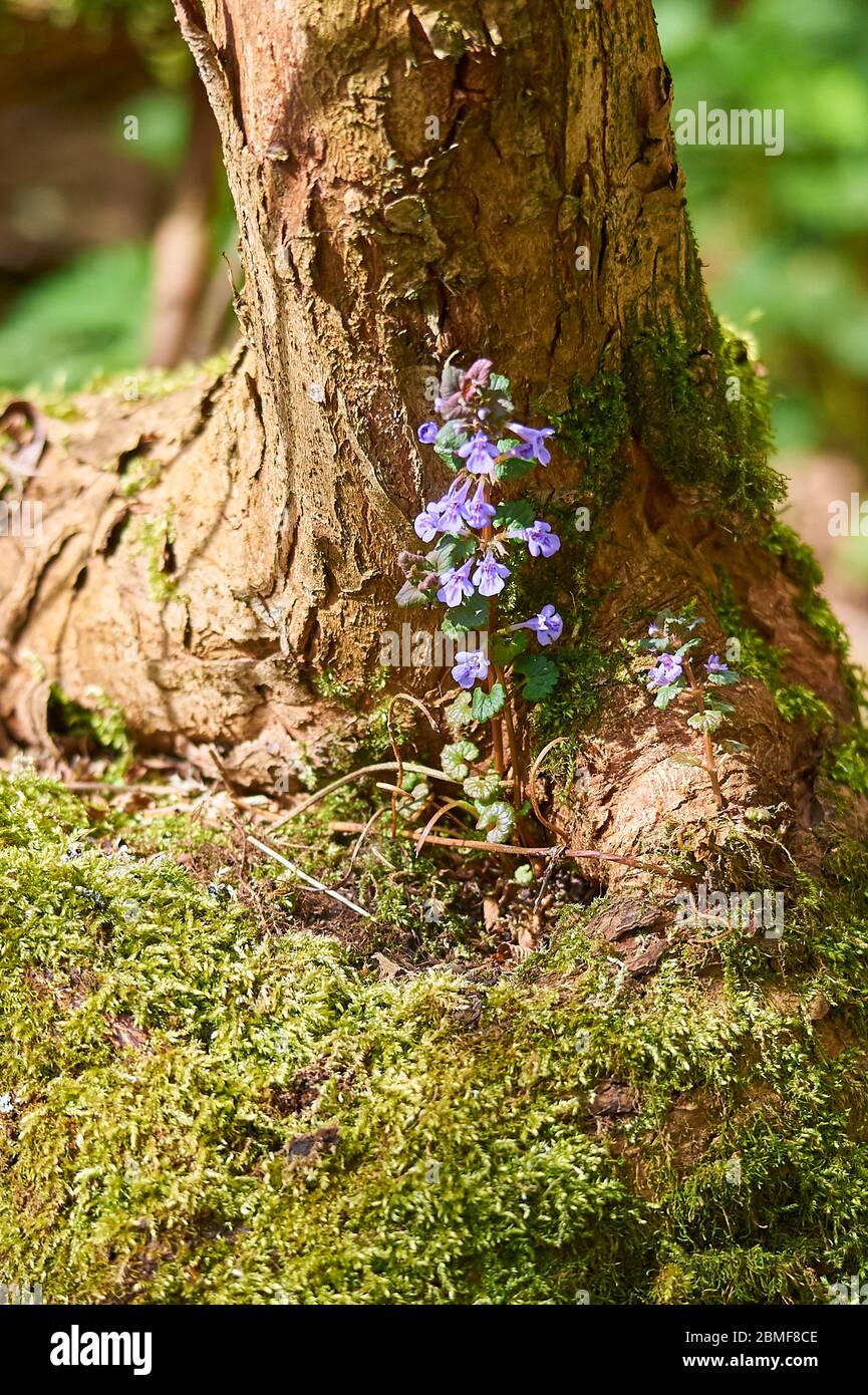 A blooming Alehoof, also called Creeping Charlie, nestled into the root-work of a tree Stock Photo