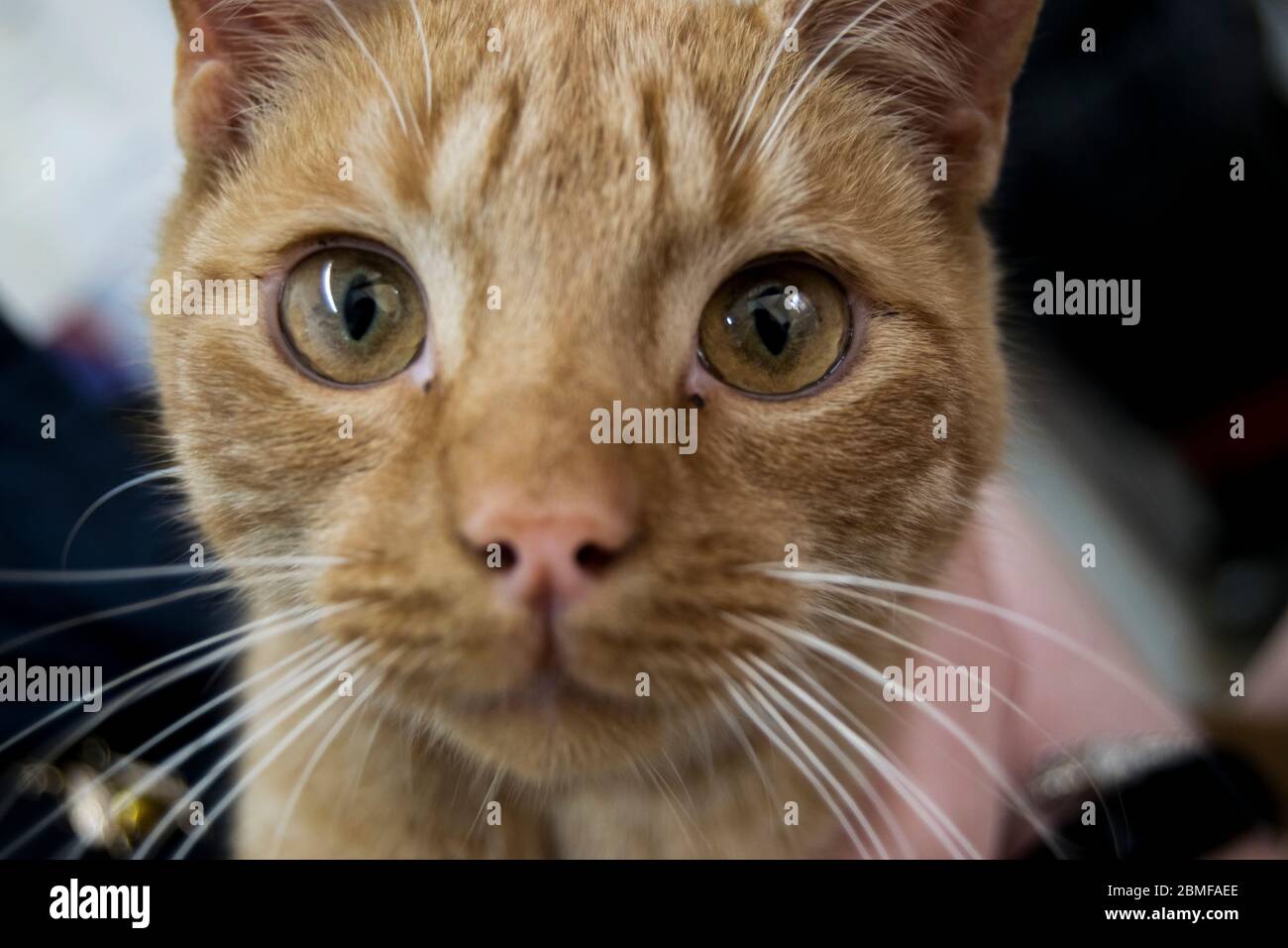 Huge eyes on a small ginger rescue kitten Stock Photo