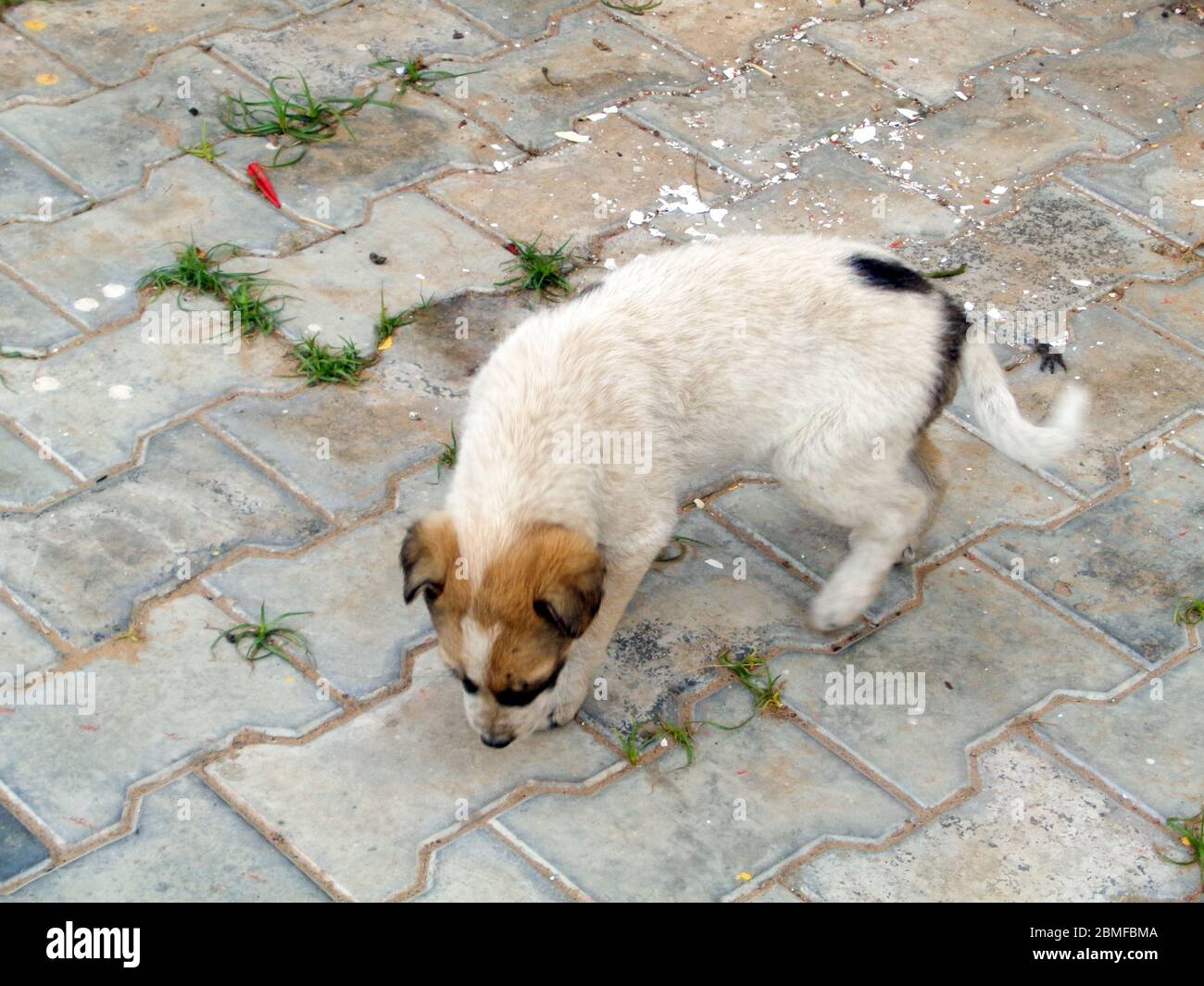 Stray dog cute puppy playing running in the lawn Stock Photo