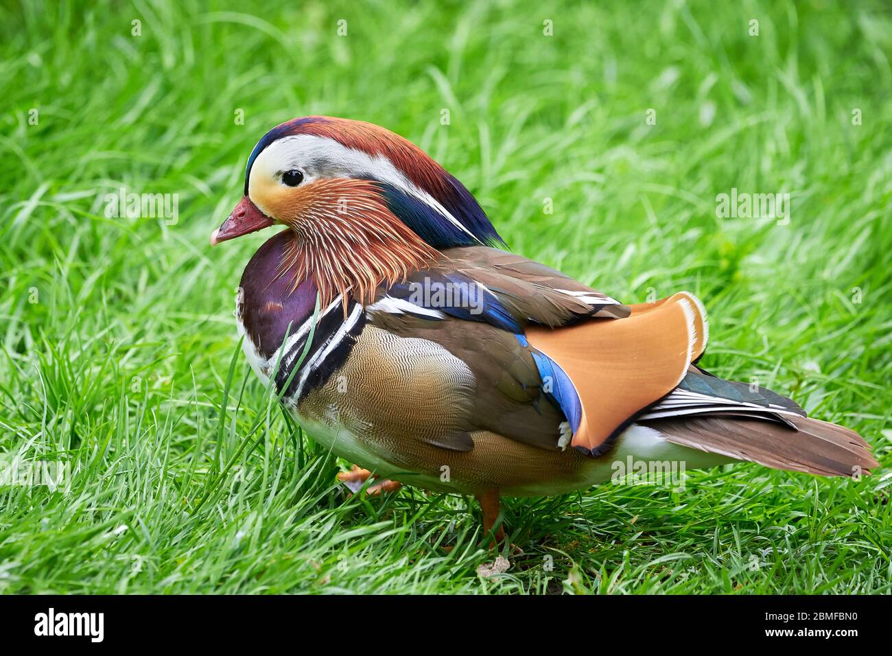 Mandarin duck in natural habitat (Aix galericulata Stock Photo Alamy