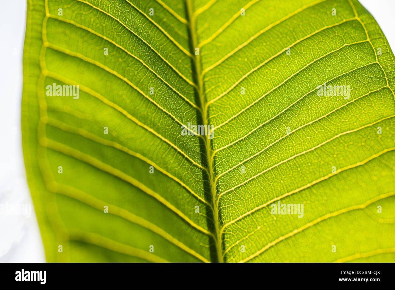 Abstract macro closeup detail of green leaf showing veins isolated on ...