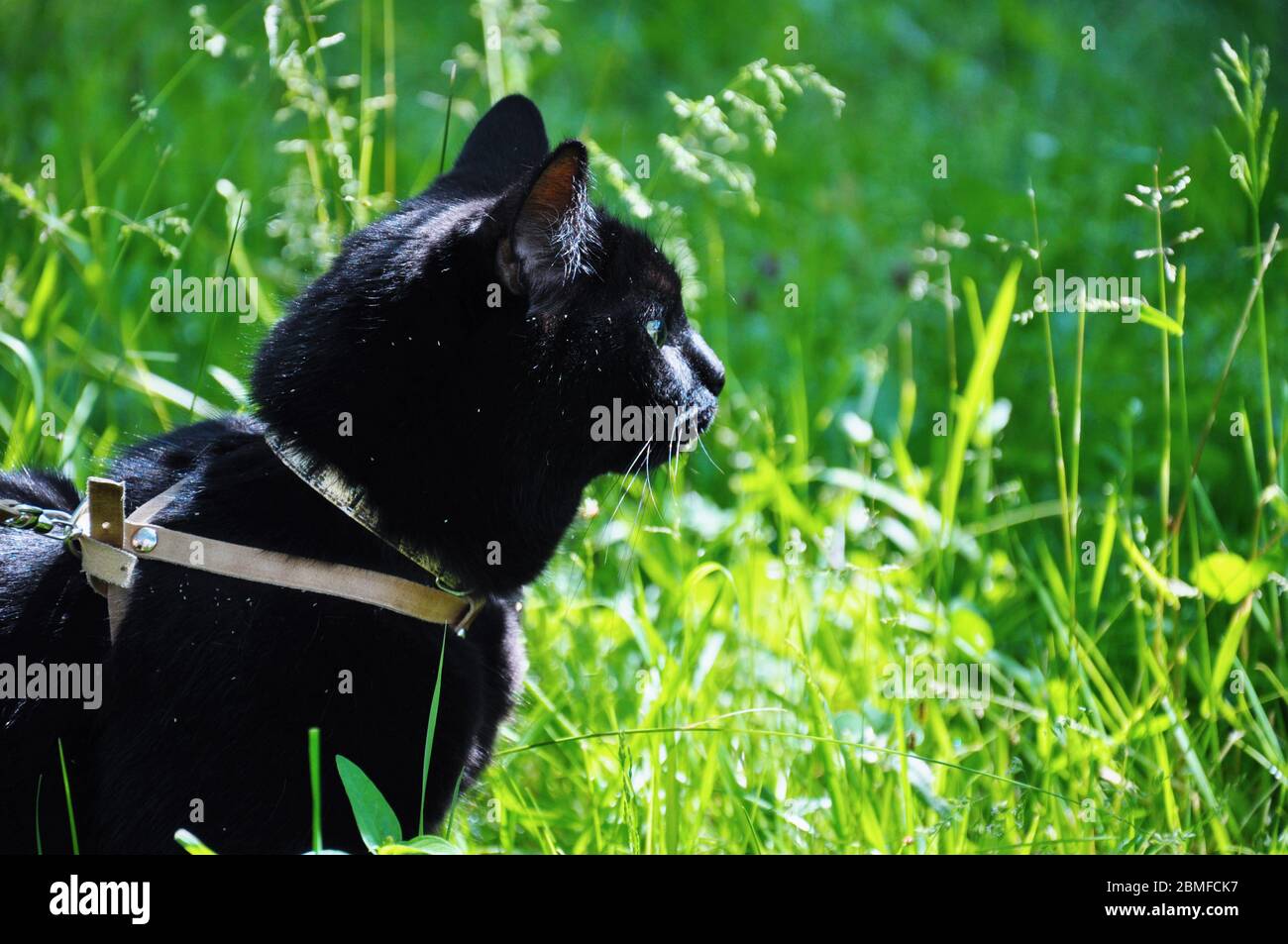 cat on leash walks in green grass Stock Photo