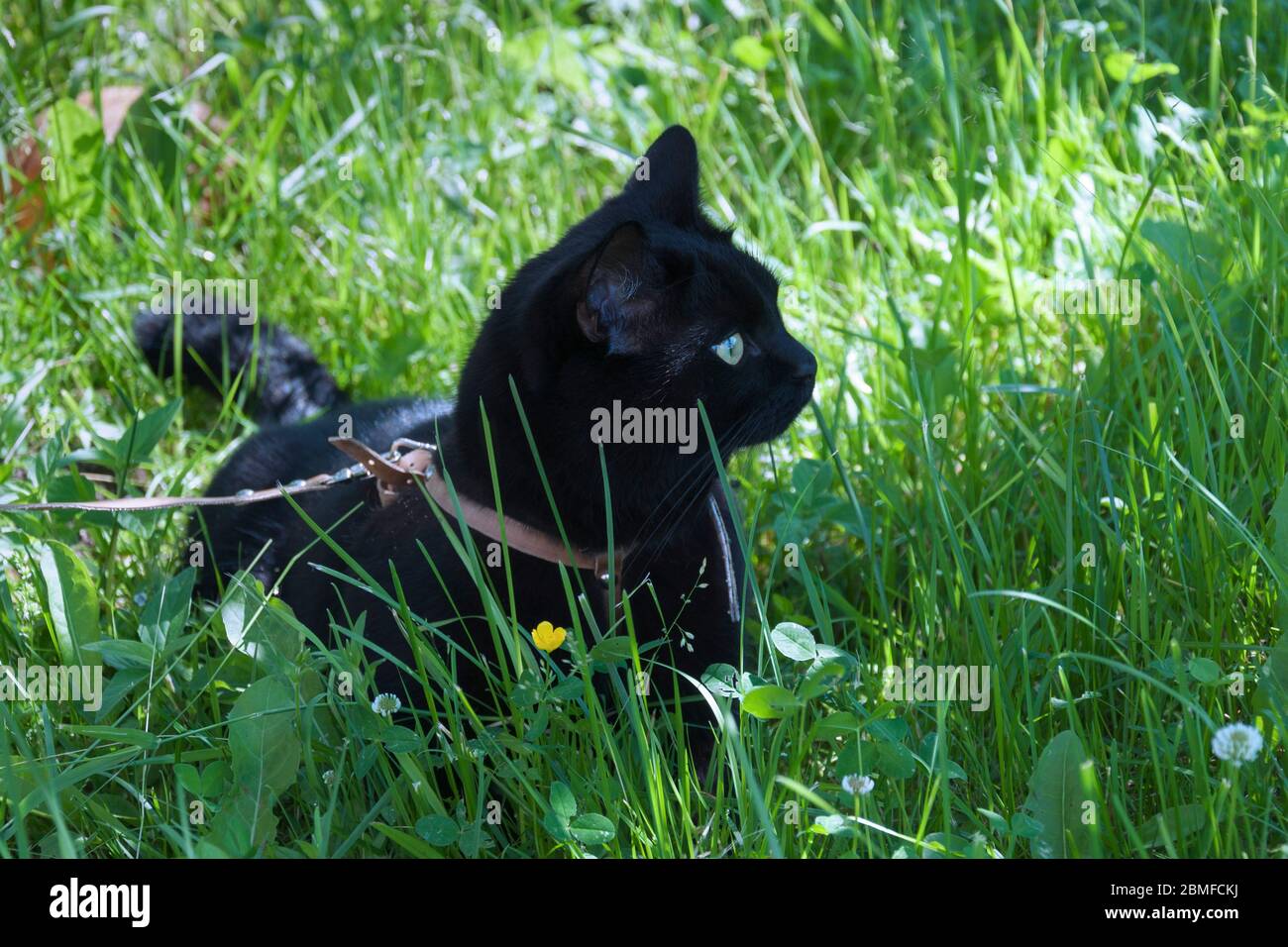 cat on leash walks in green grass Stock Photo