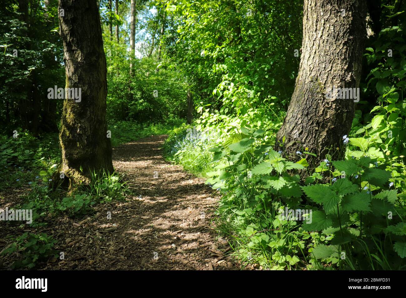Trail wood woodland hi-res stock photography and images - Alamy