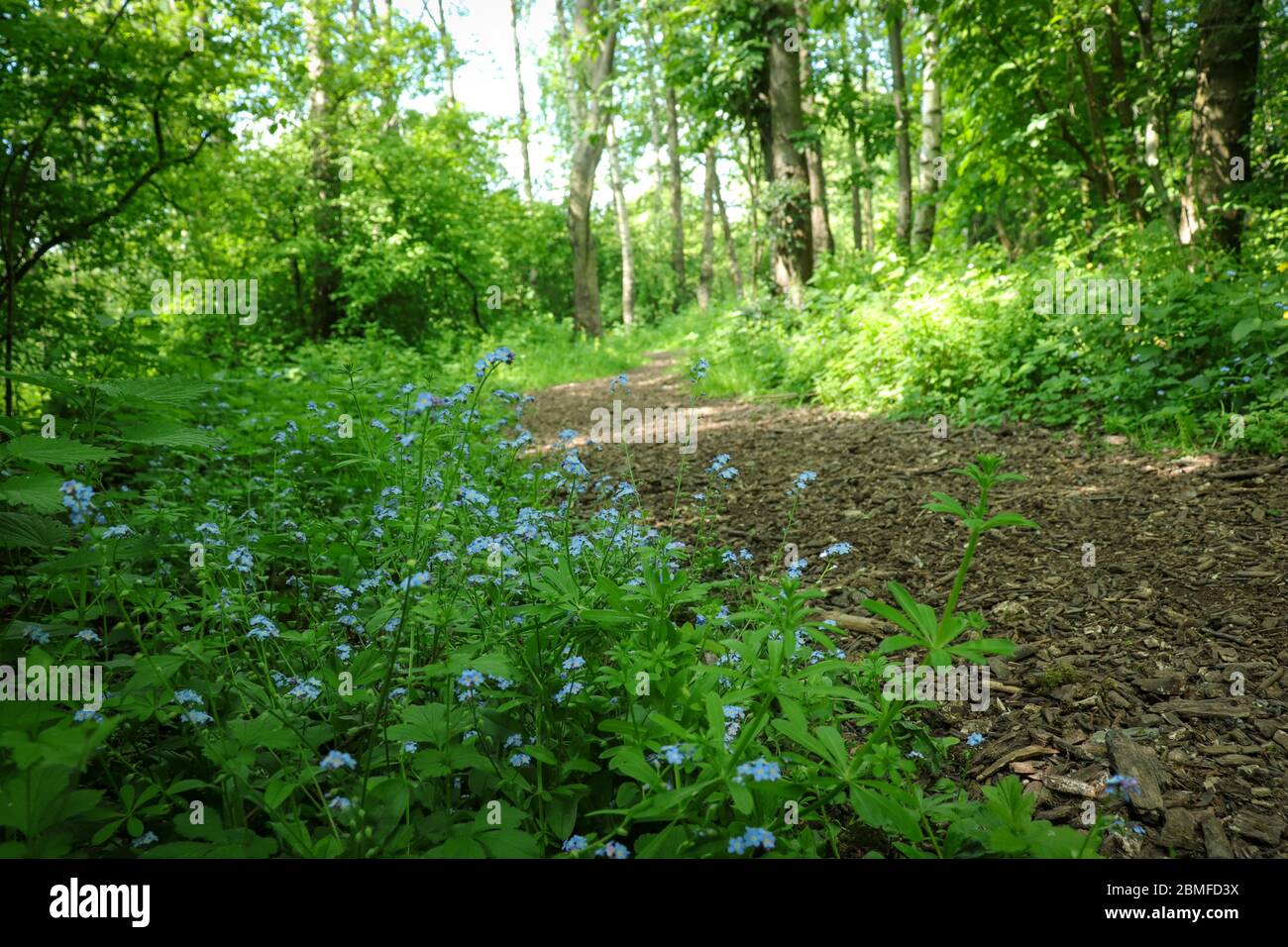 me nots in Woodland Stock Photo Alamy