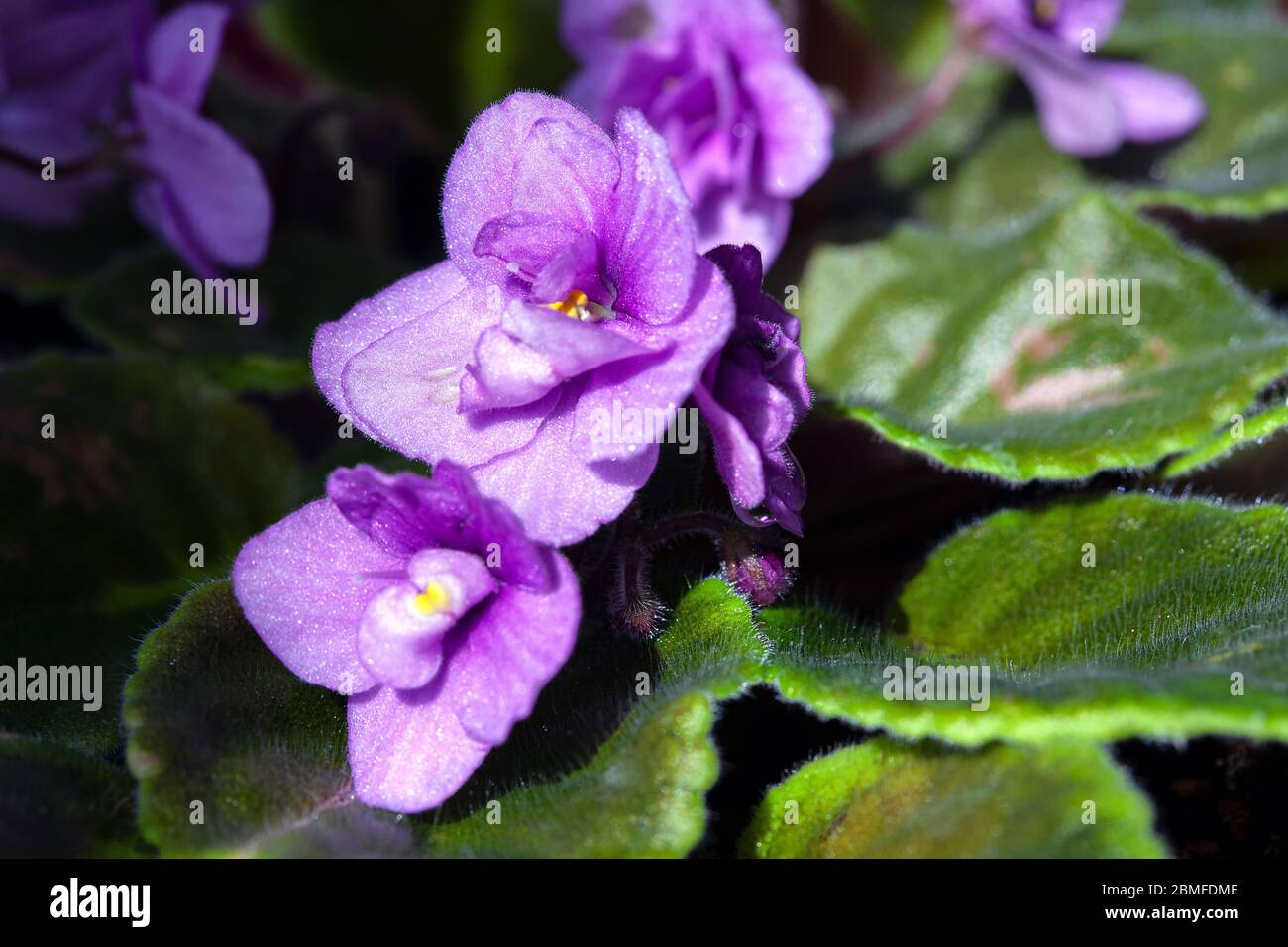 Blooming of African Violet Flowers with Green Leaves Stock Photo