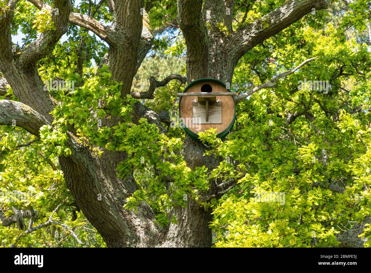 Large bird nest box for owls or kestrels in a mature English oak tree