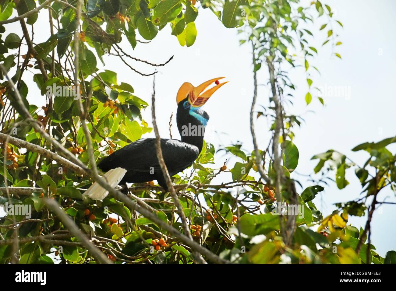 Sulawesi knobbed hornbill (Rhyticeros cassidix), female individual, eating fruits. Stock Photo