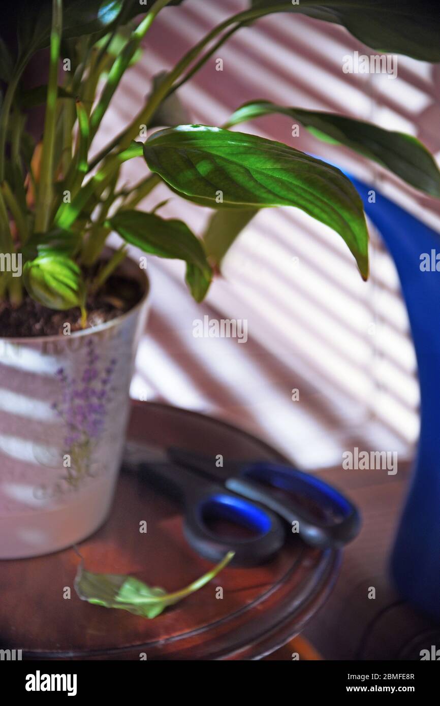 houseplant Spathiphyllum, plant care, pruning, moisturizing, darkening Stock Photo