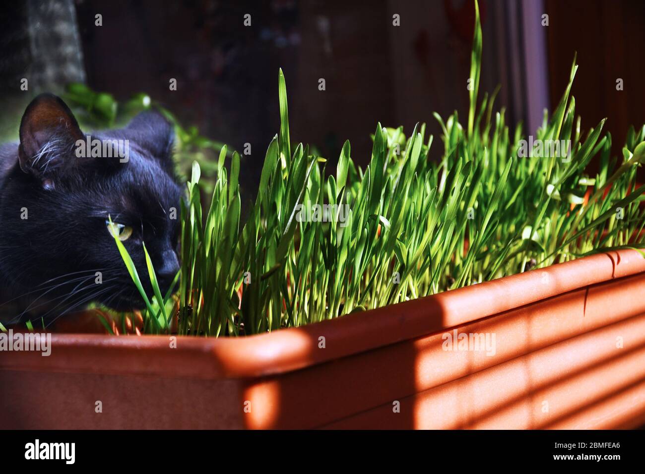 Cat eats green grass on window, domestic black panther Stock Photo