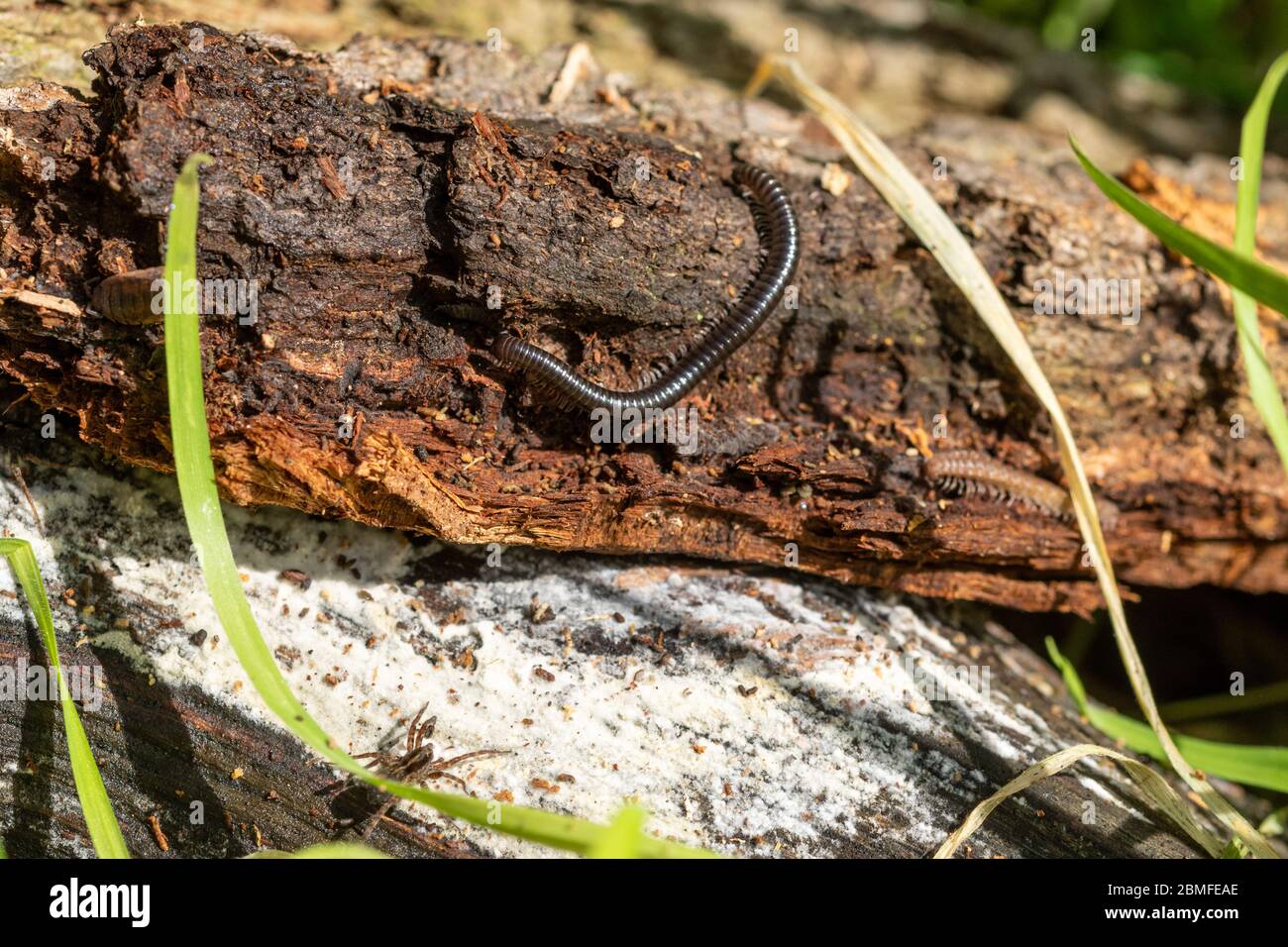 Bug catching hi-res stock photography and images - Alamy