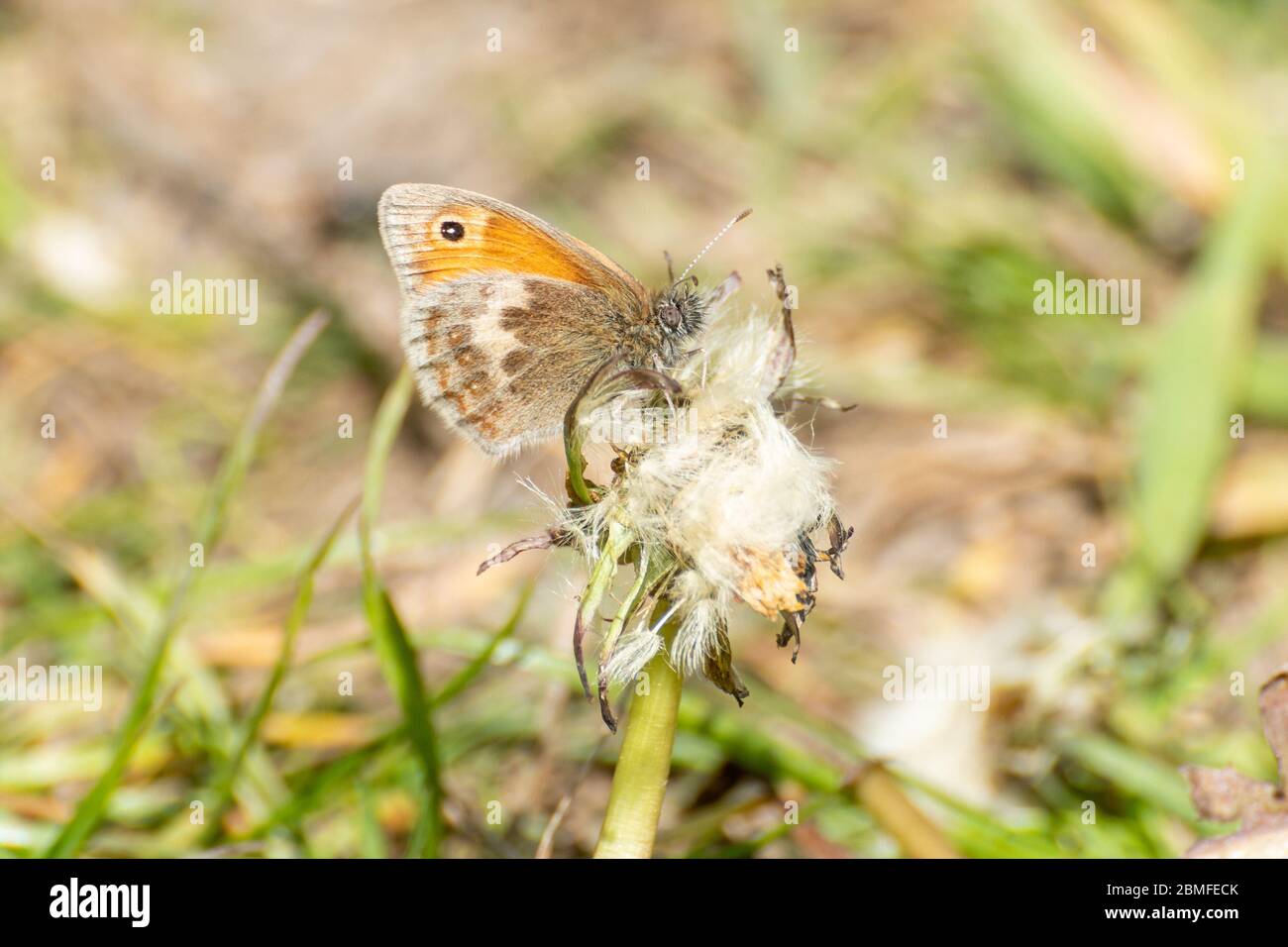 Small heath butterfly (Coenonympha pamphilus), UK Stock Photo