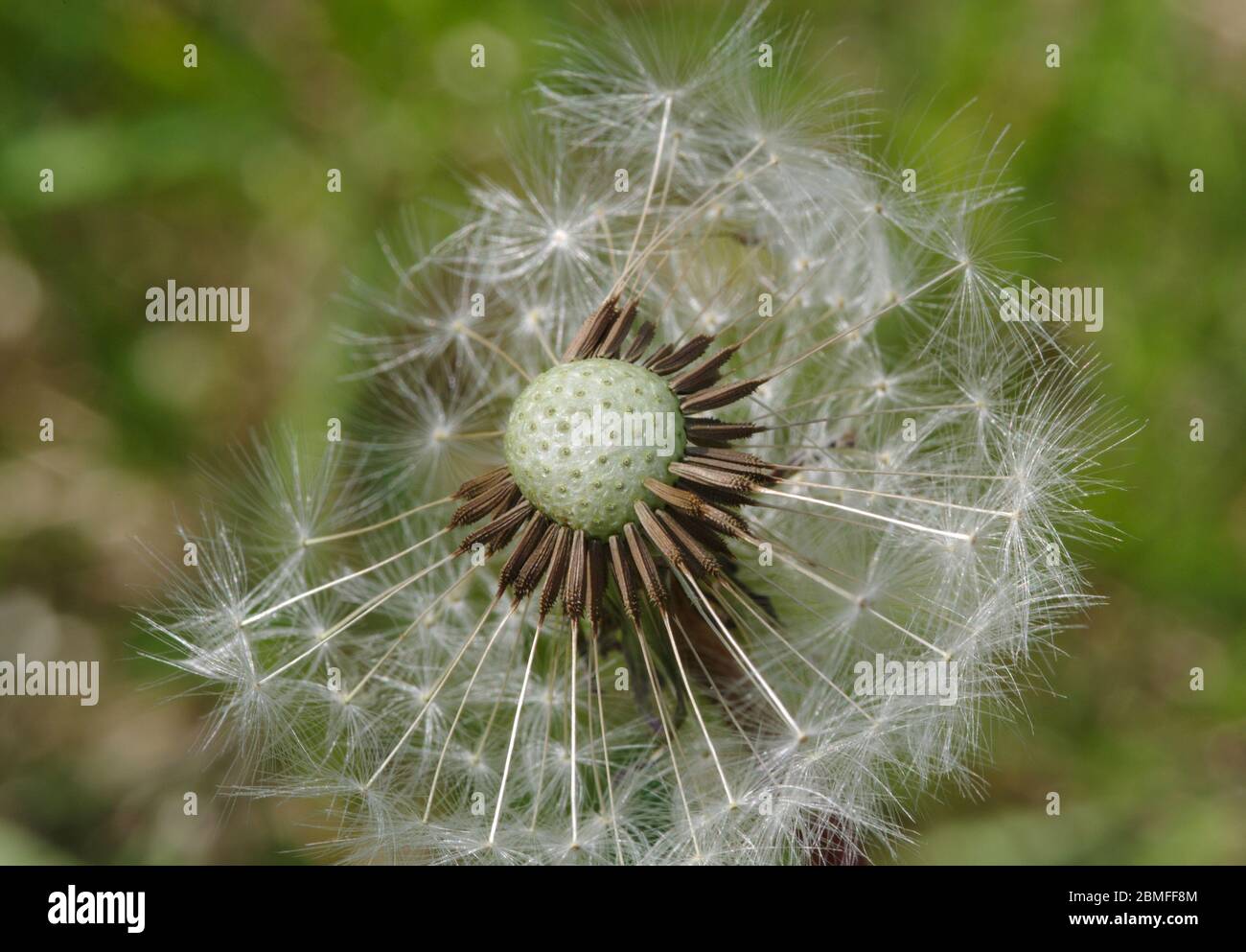 Dandelion Stock Photo