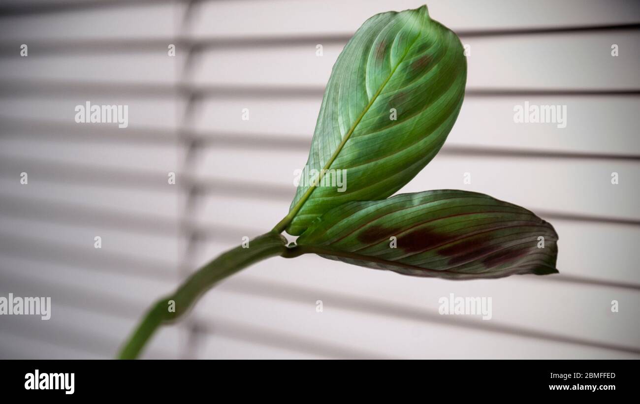 two leaves of maranta plant on window blinds background Stock Photo