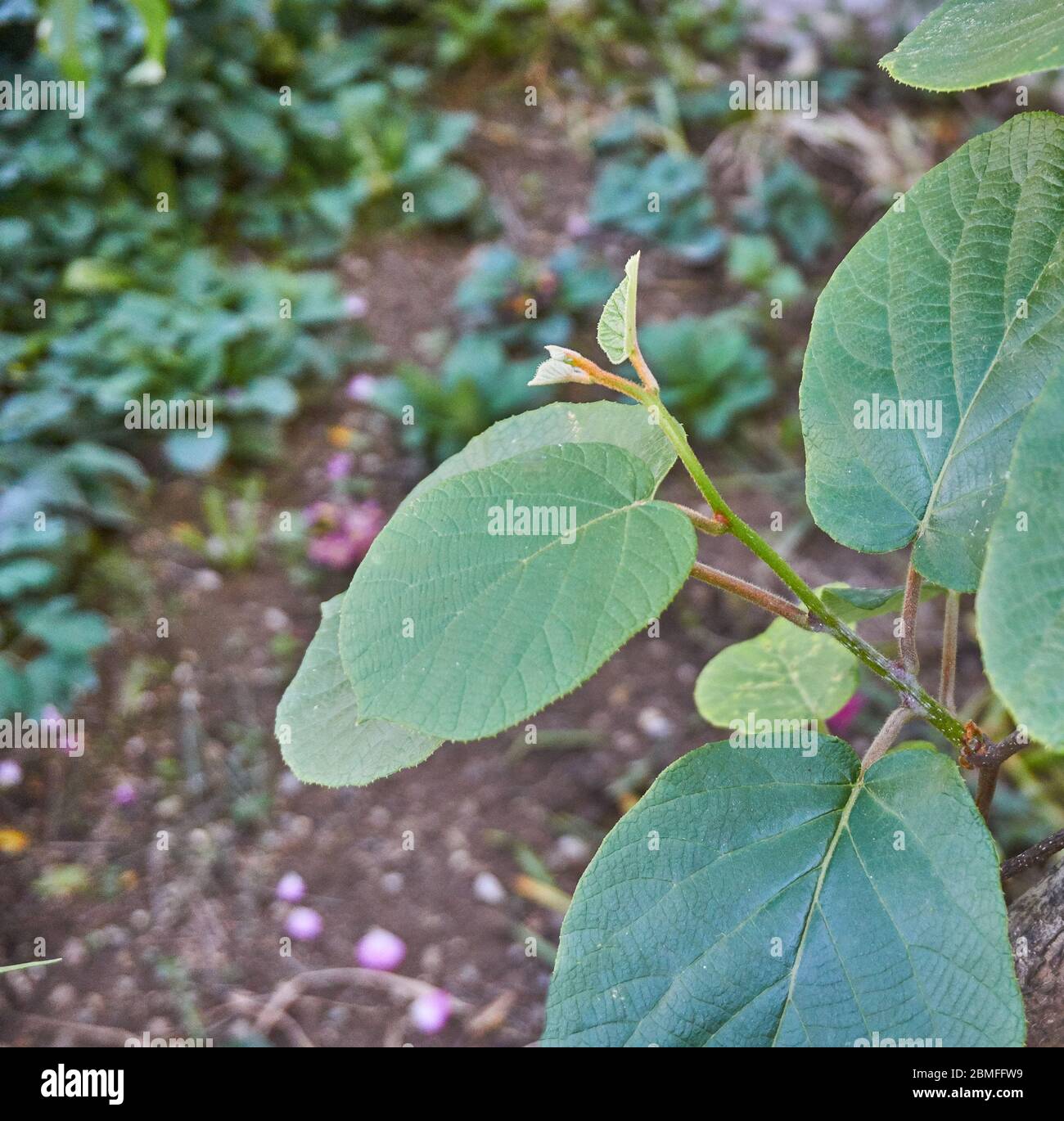Kiwi backyard hi-res stock photography and images - Alamy