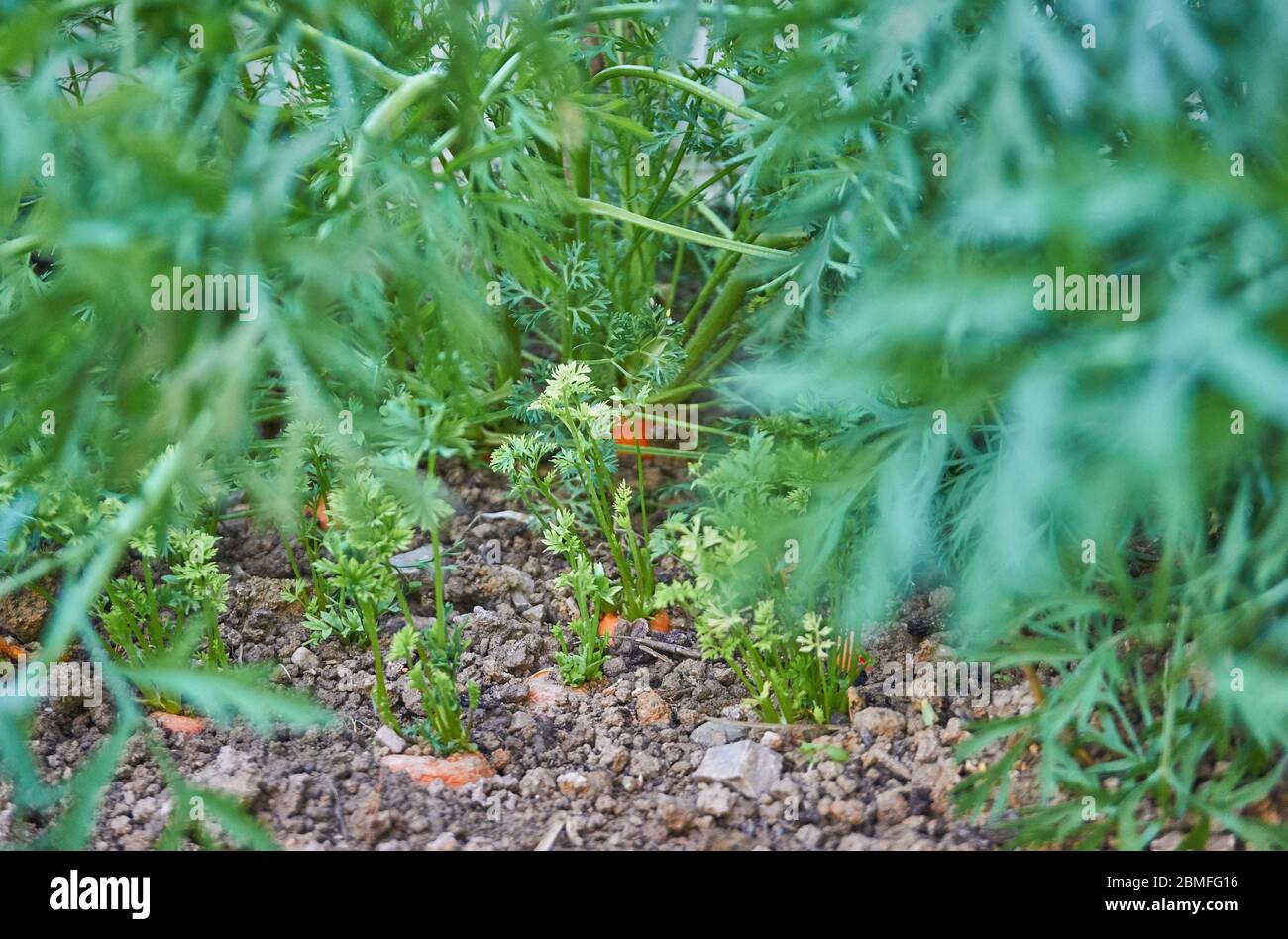 Hobby gardening in the greenhouse, growing carrots Stock Photo Alamy