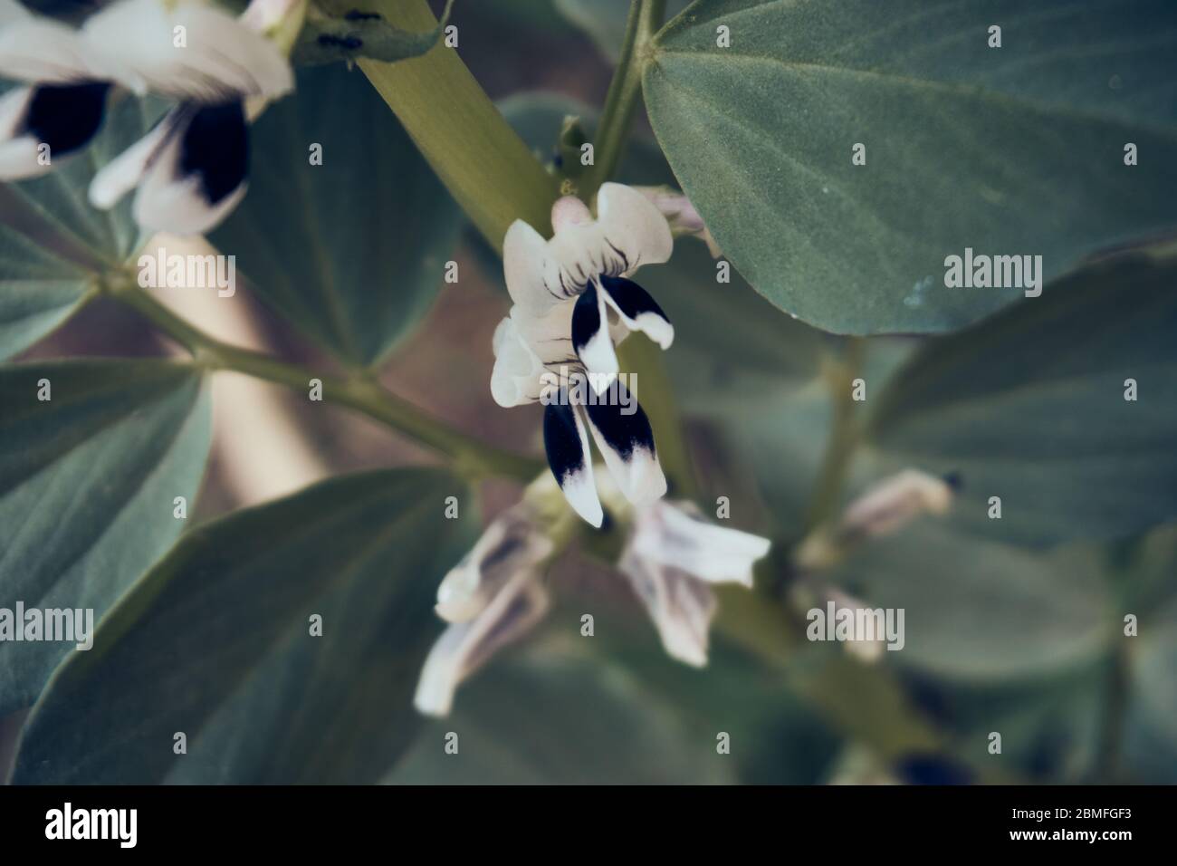 Broad bean flowers in near plan Stock Photo Alamy