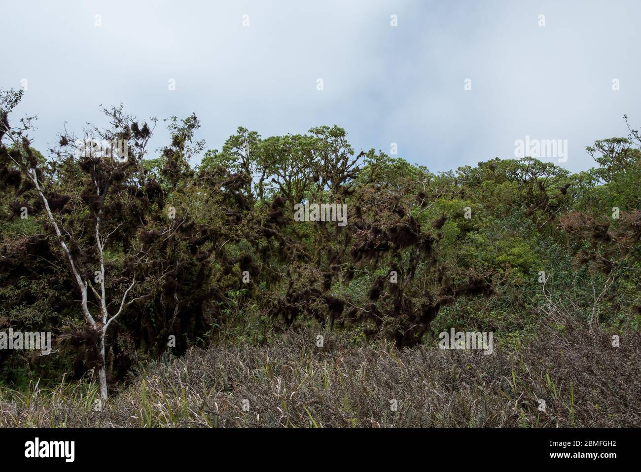 Scalesia forest around Los Gemelos craters on the highland of Santa Cruz at the Galapagos Islands. Stock Photo
