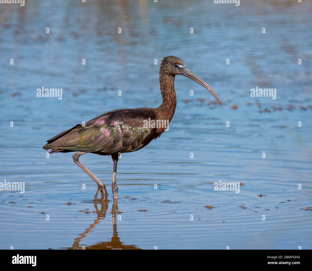 Glossy Ibis standing in the water on one leg taking a break while feeding in Mayport, Florida Stock Photo