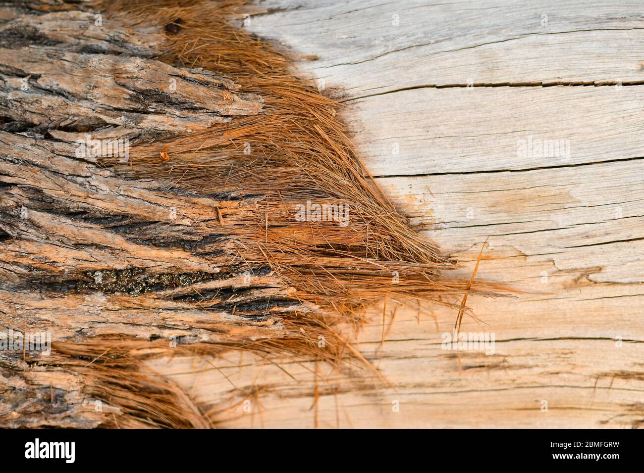 Brown tree nature texture background Stock Photo