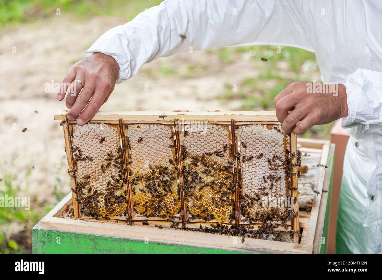 the process of extracting honey from a beehive Stock Photo Alamy