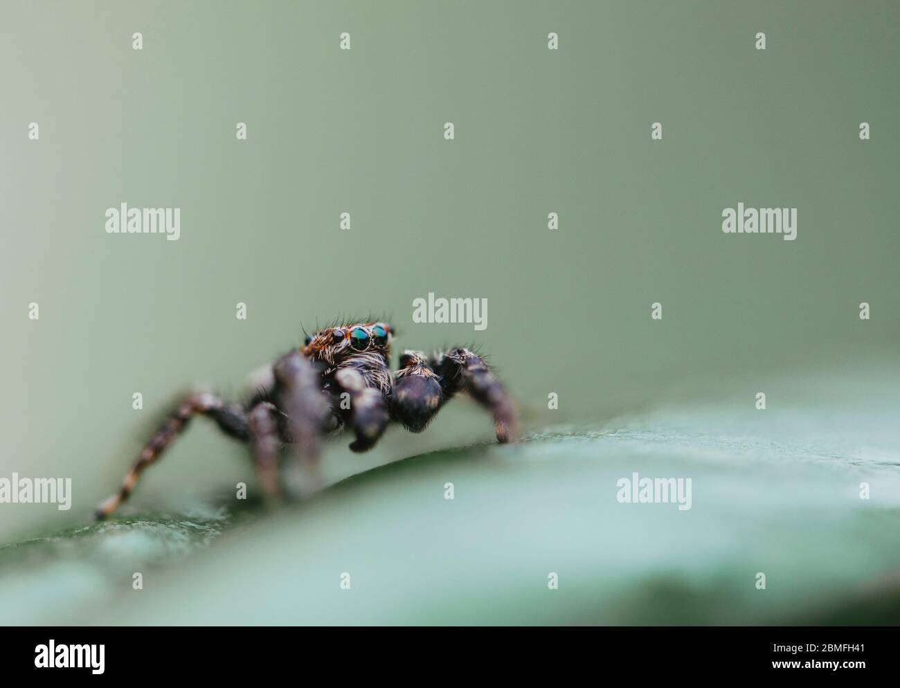 A jumping spider on a green plant leaf Stock Photo