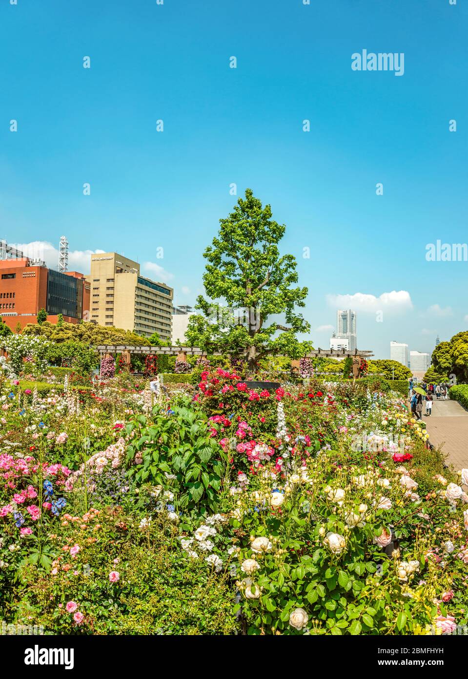 Three Rose Garden At Yamashita Park Yokohama Waterfront Kanagawa Japan Stock Photo Alamy