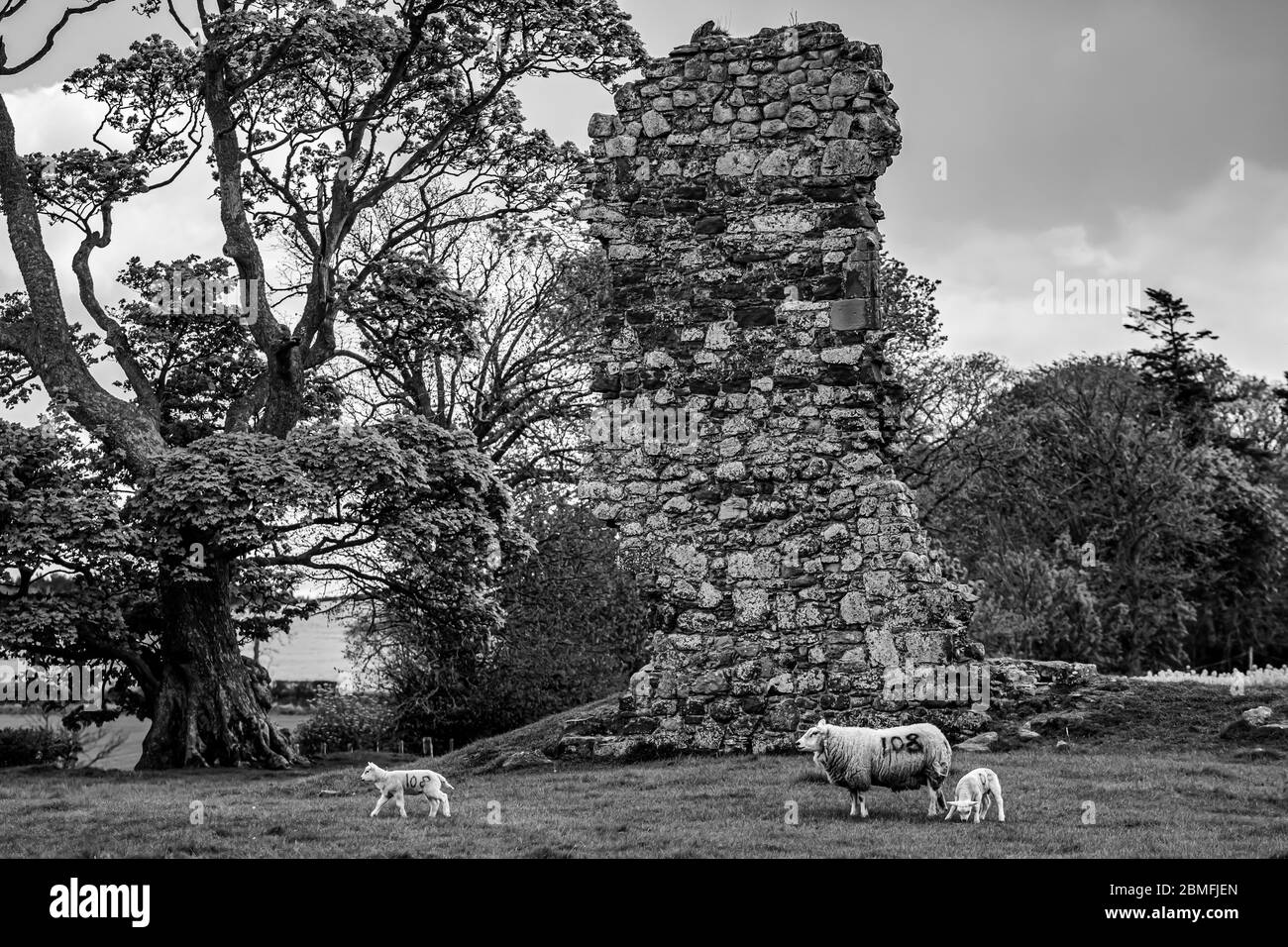 Cessford, Kelso, Scottish Borders, UK. 30th April 2020. Ewes and lambs graze amongst the ruins of Cessford Castle near Kelso in the Scottish Borders. Stock Photo