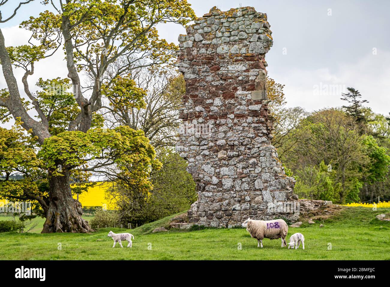Cessford, Kelso, Scottish Borders, UK. 30th April 2020. Ewes and lambs graze amongst the ruins of Cessford Castle near Kelso in the Scottish Borders. Stock Photo