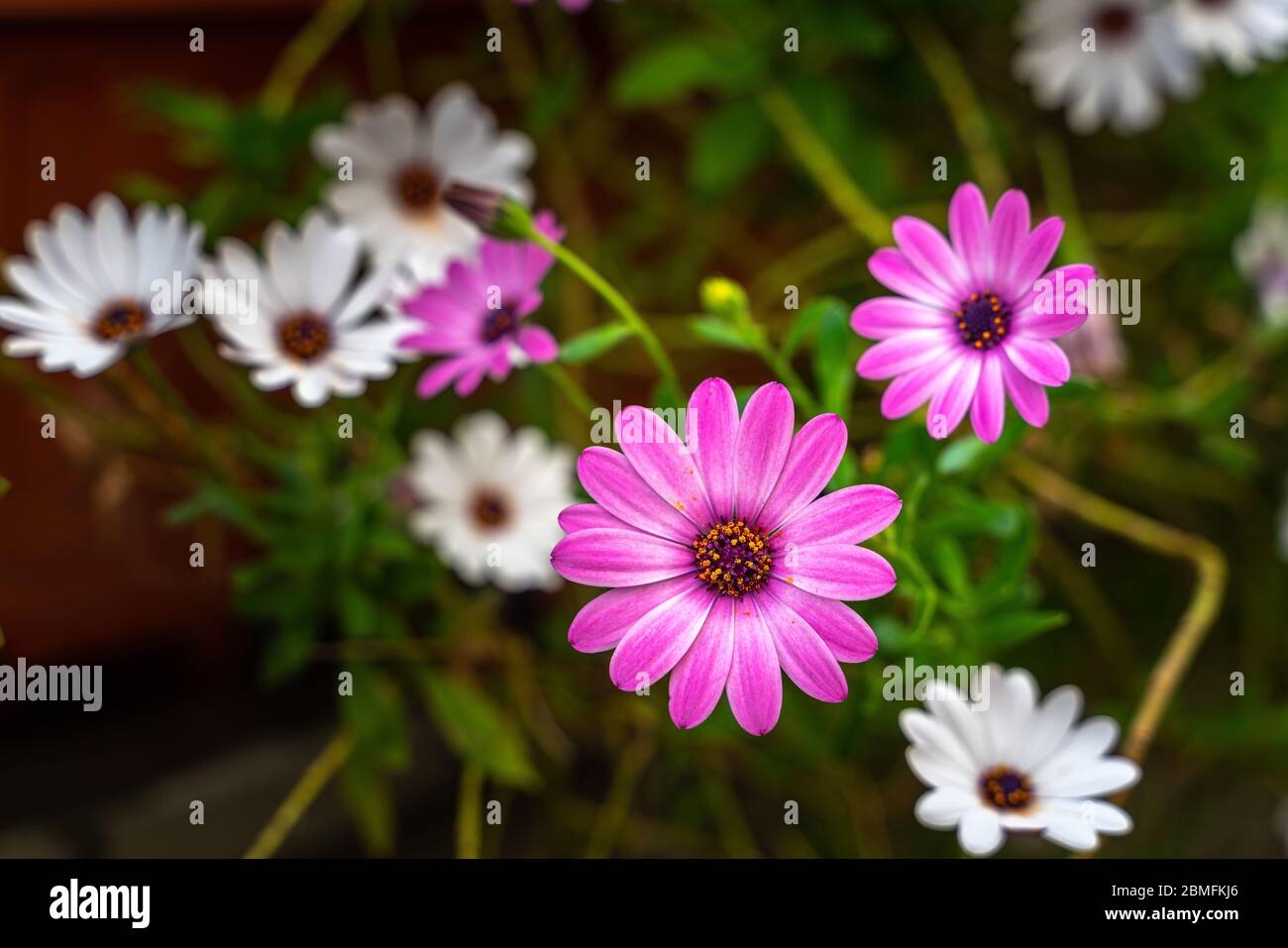 colorful ornamental flowering plant with Osteospermum fruticosum flowers Stock Photo