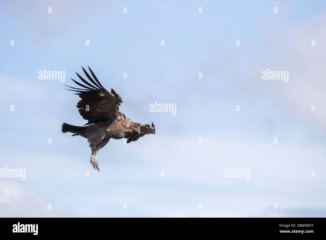 Largest flying land birds in the western hemisphere hi-res stock ...