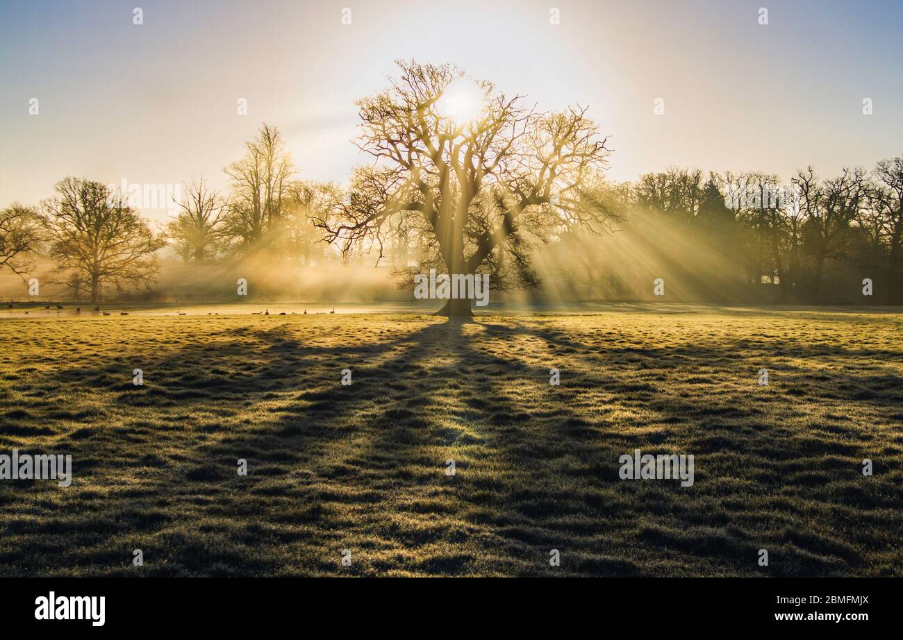 Sun beams shining through the branches of a single tree on a misty morning Stock Photo